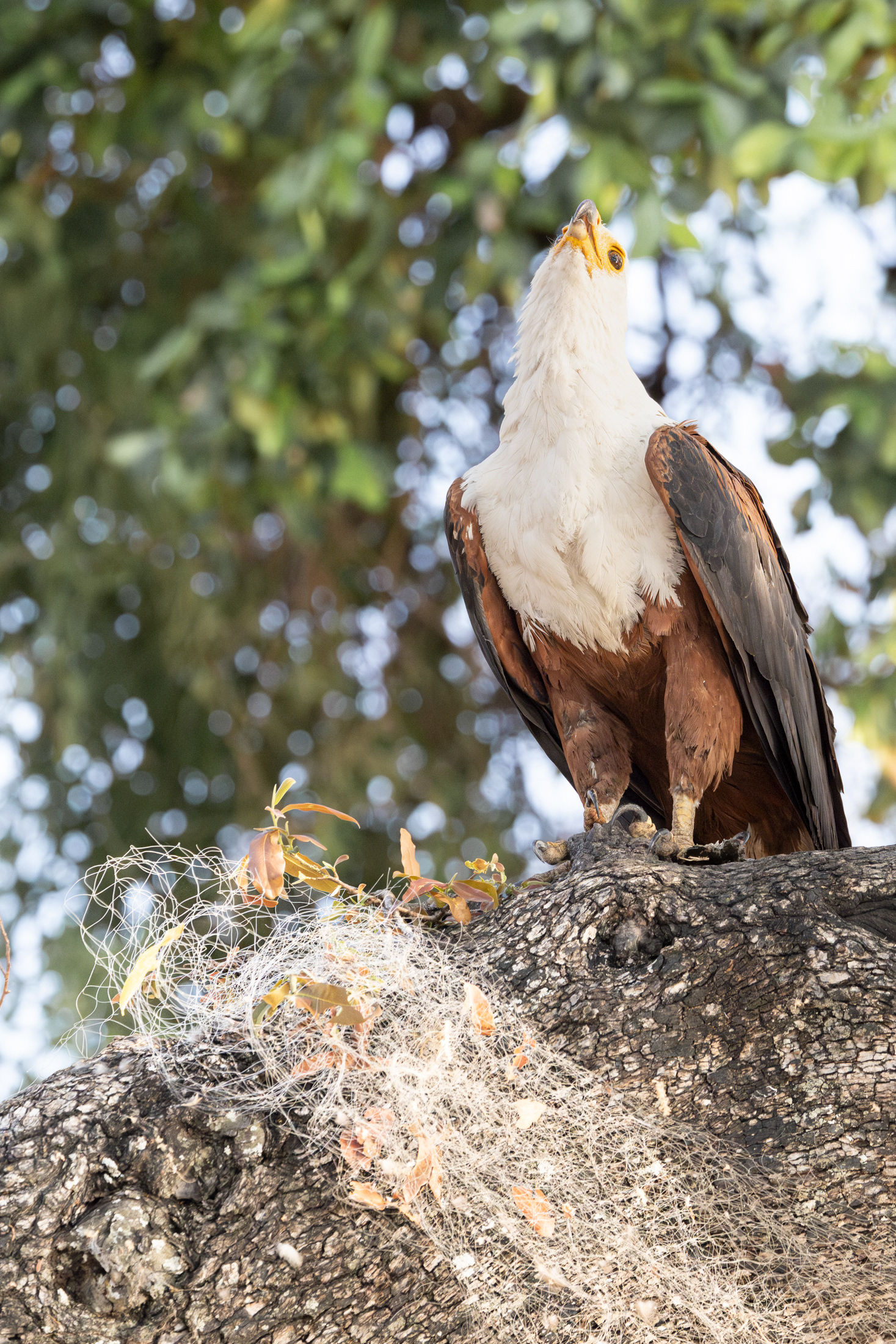 African Fish Eagle and fishing net