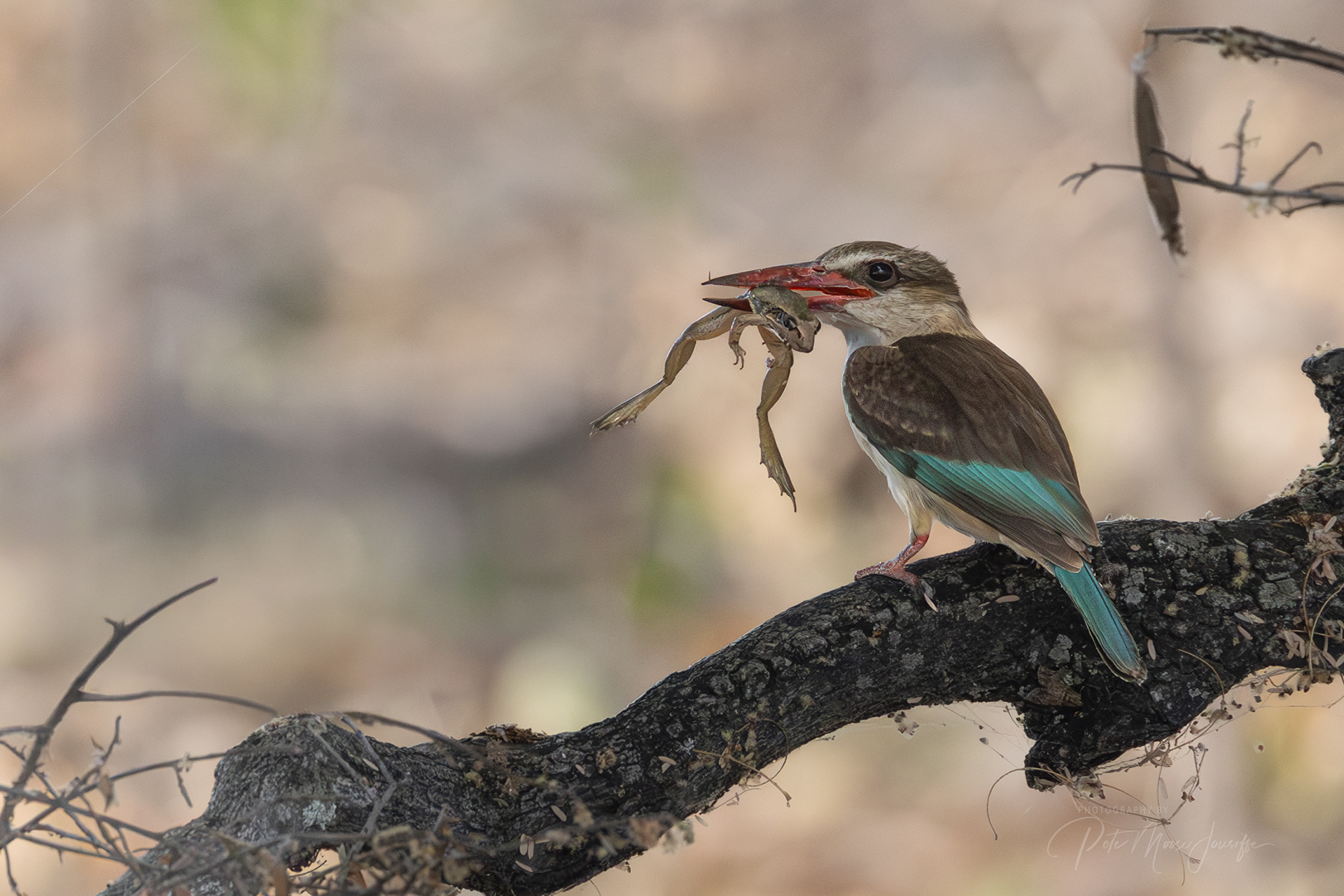 Brown-hooded Kingfisher