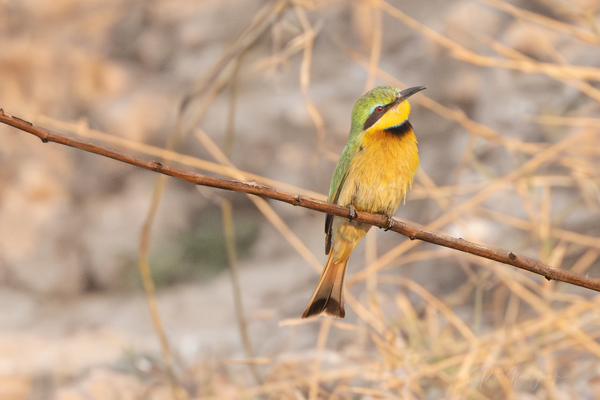 Little Bee-eater