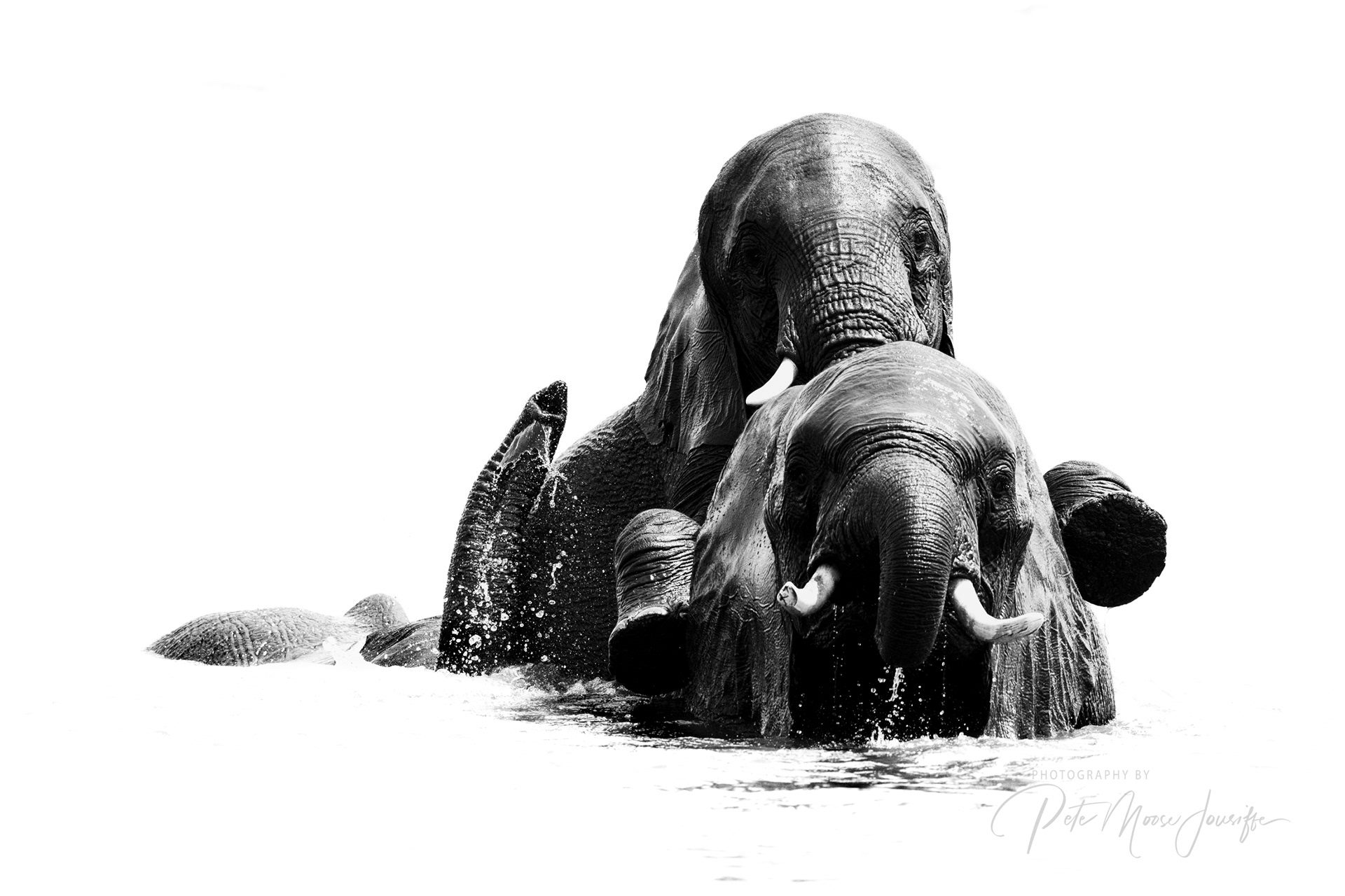 Elephants
