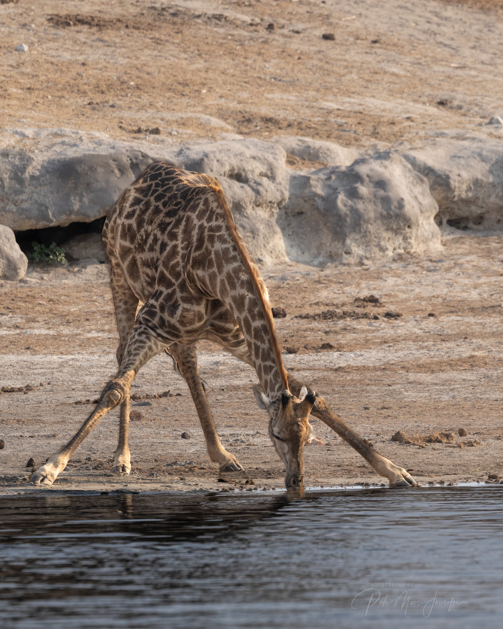 Giraffe 