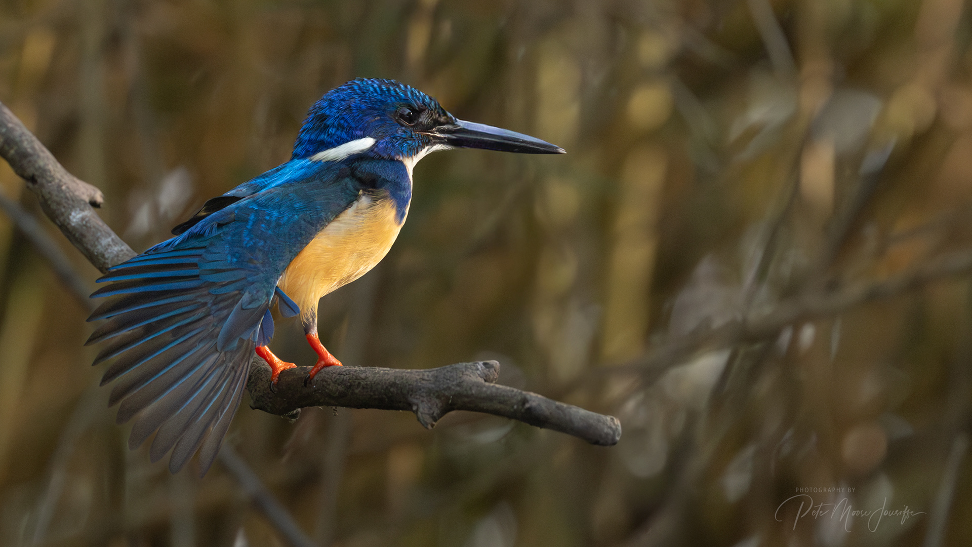 Half-collared Kingfisher