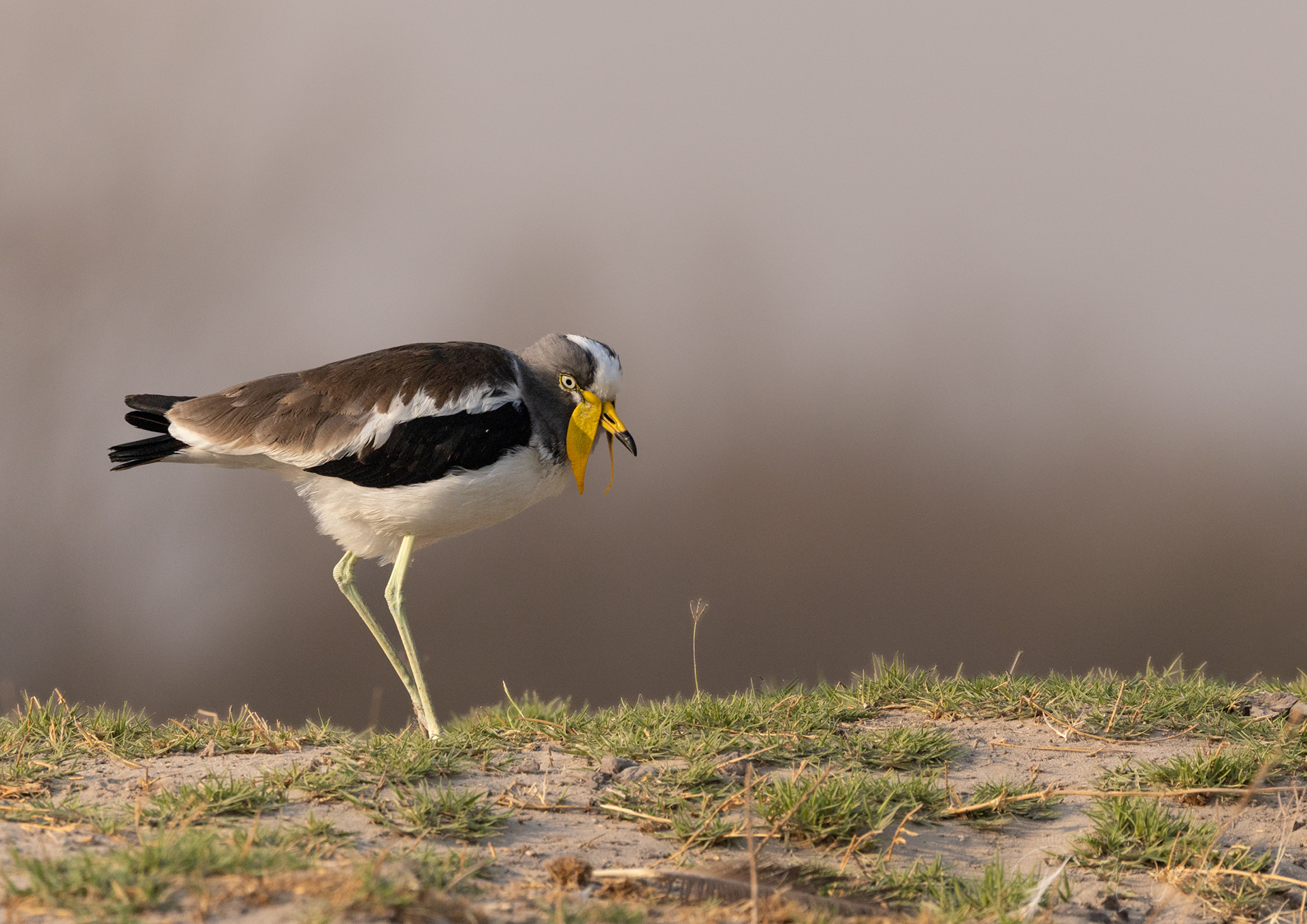 White-crowned Lapwing