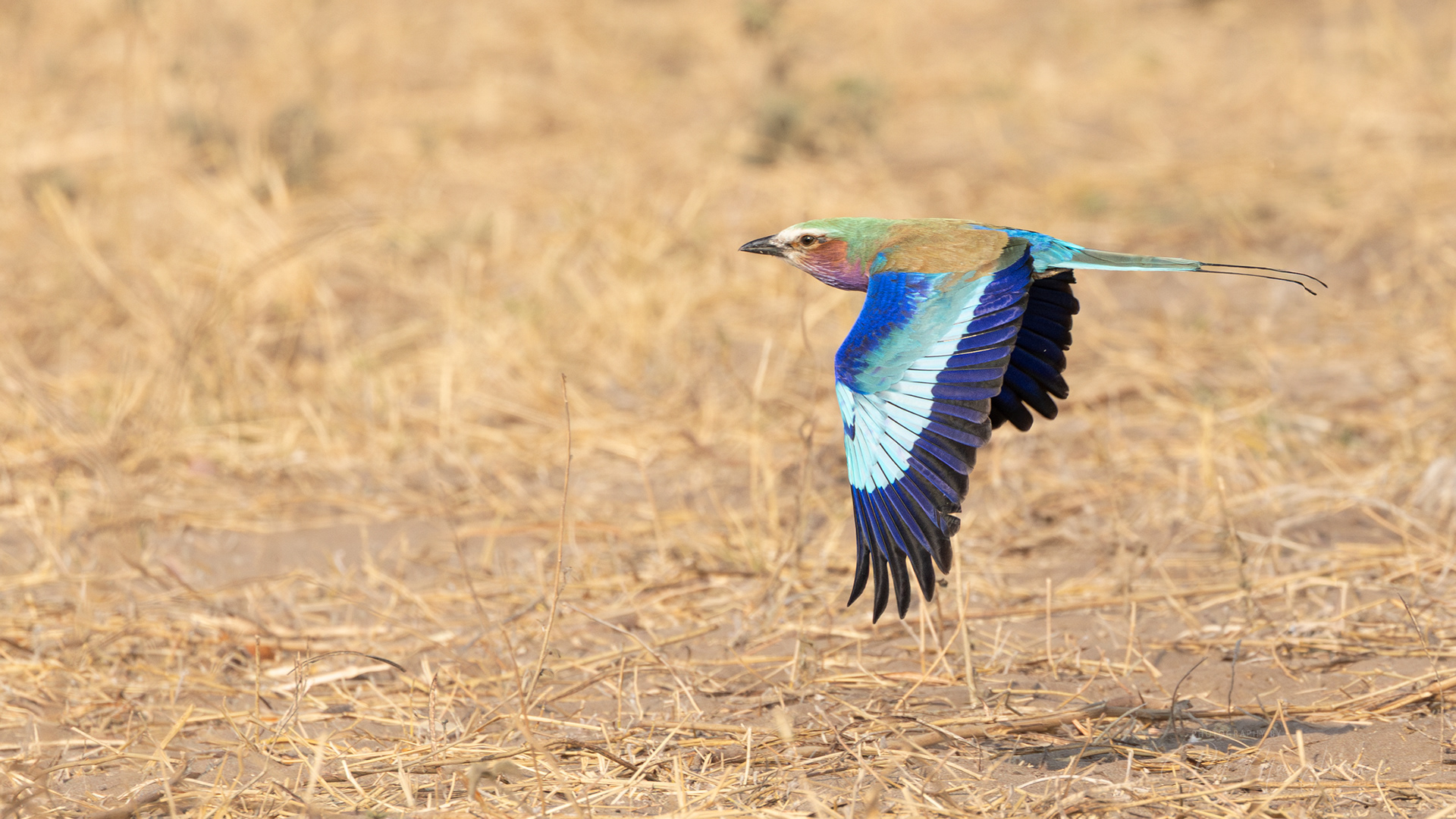 Lilac-breasted Roller