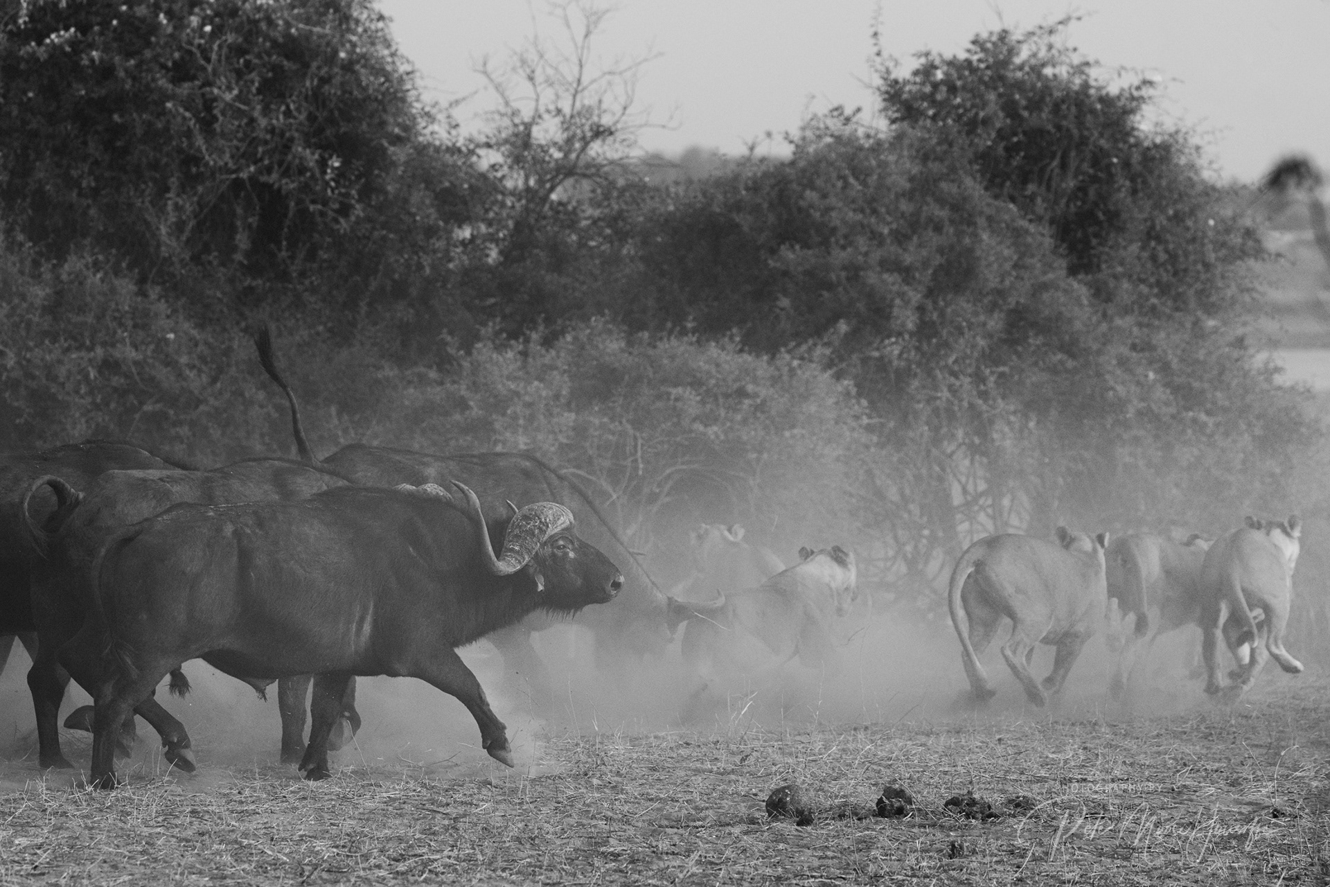 Lions and Buffalos