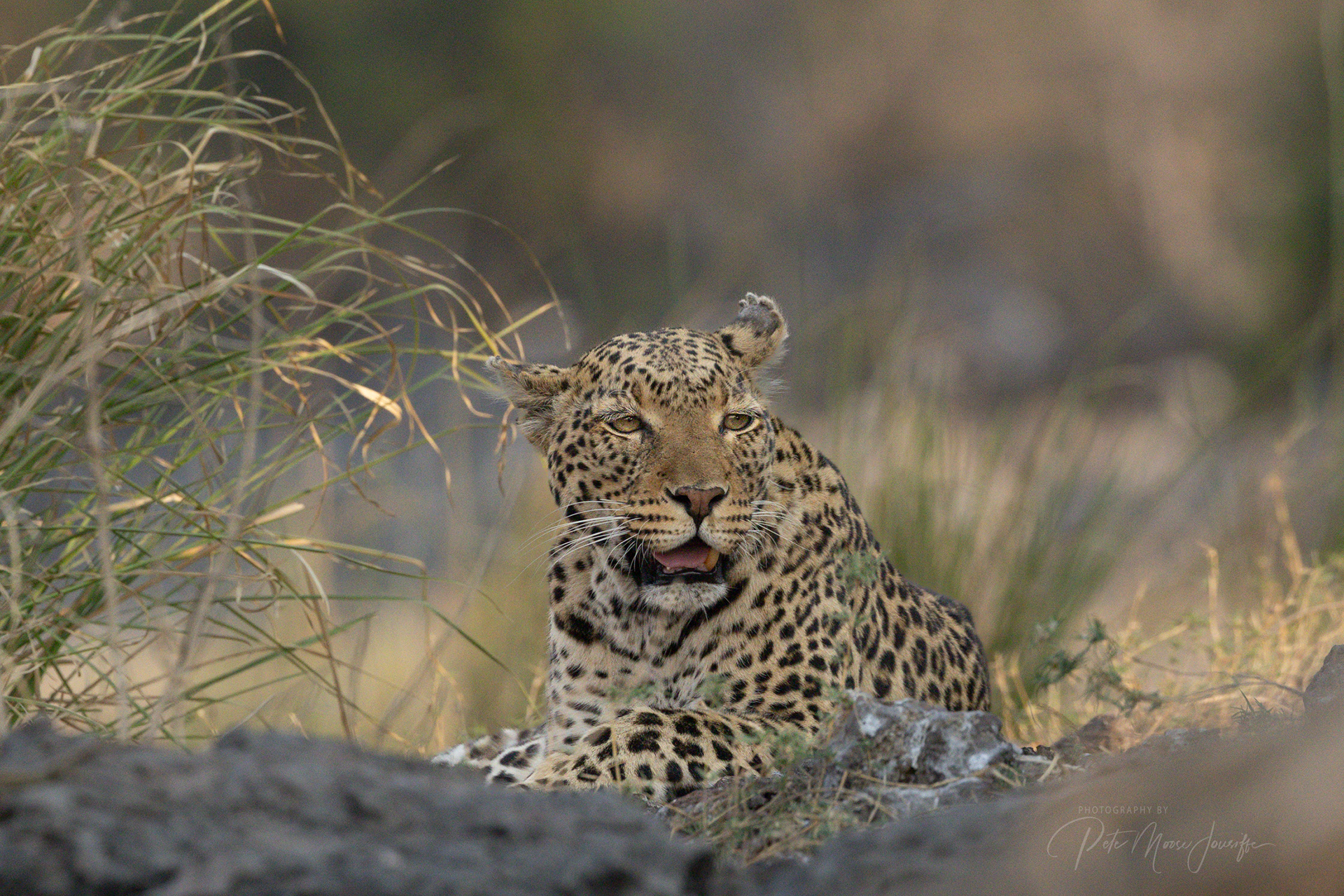Leopard