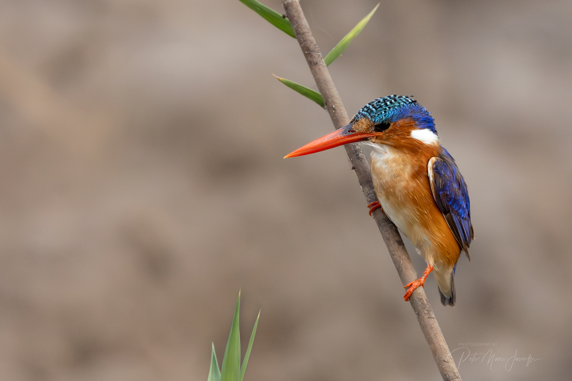 Malachite Kingfisher