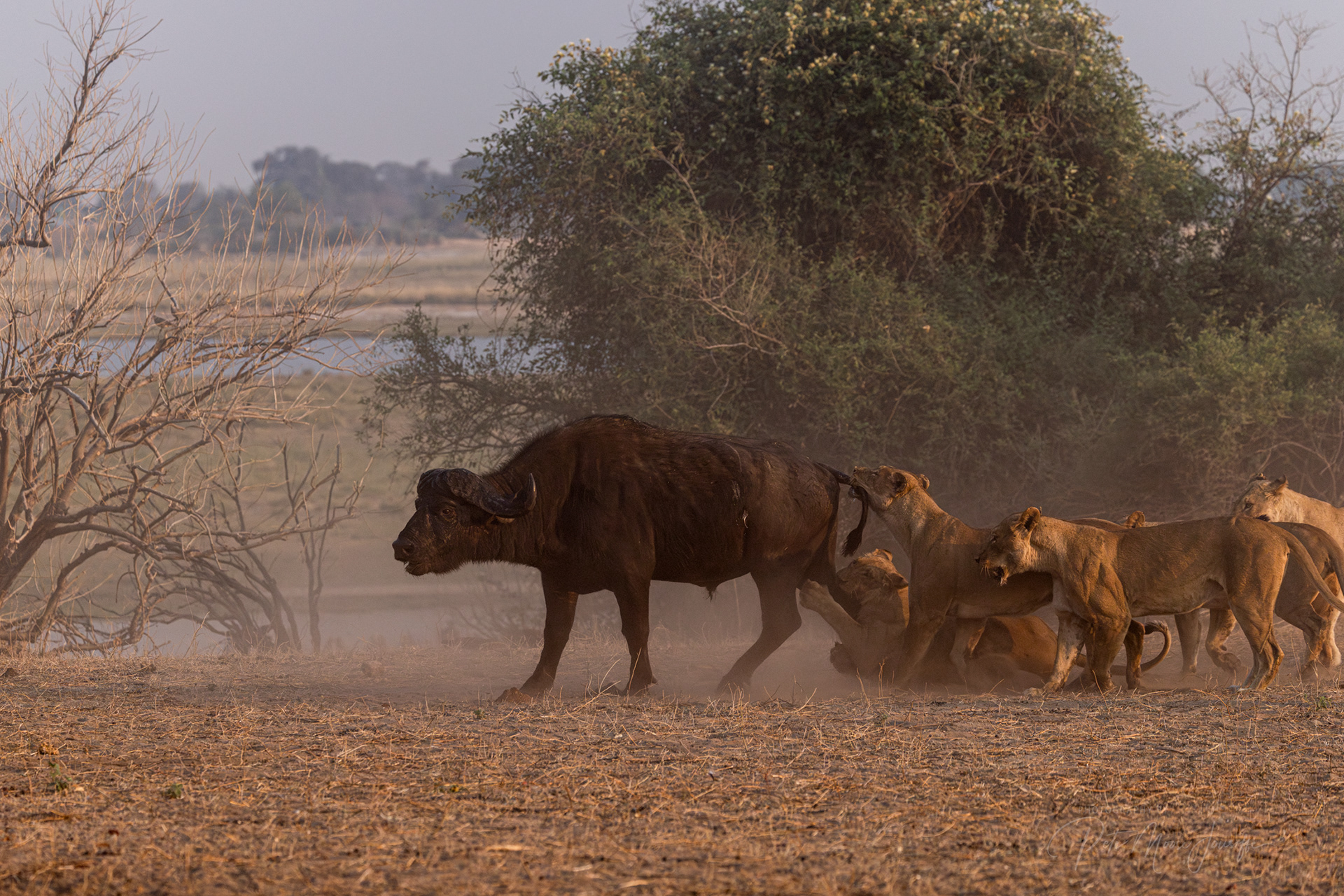 Lions attacking an African Buffalo