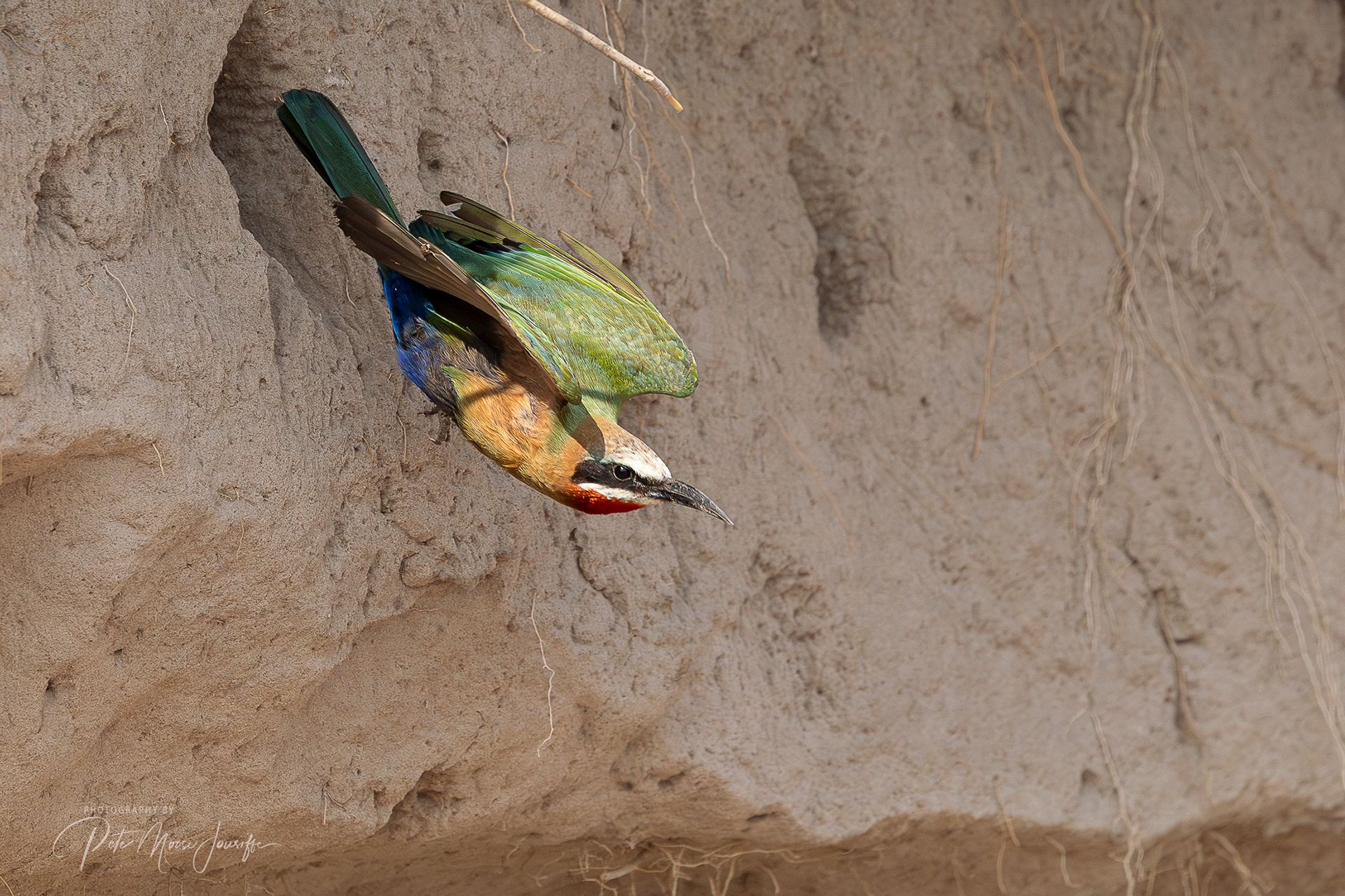 White-fronted Bee-eater