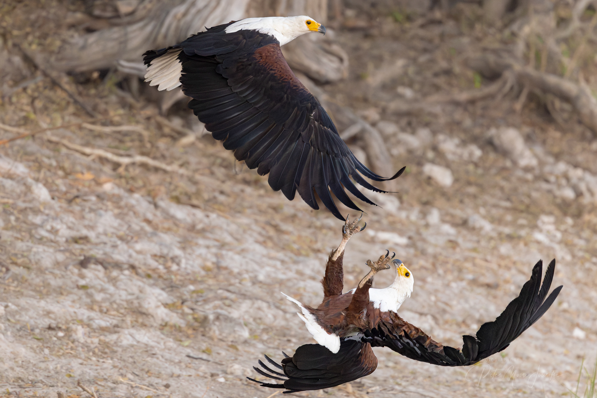 African Fish Eagles in a territorial debate