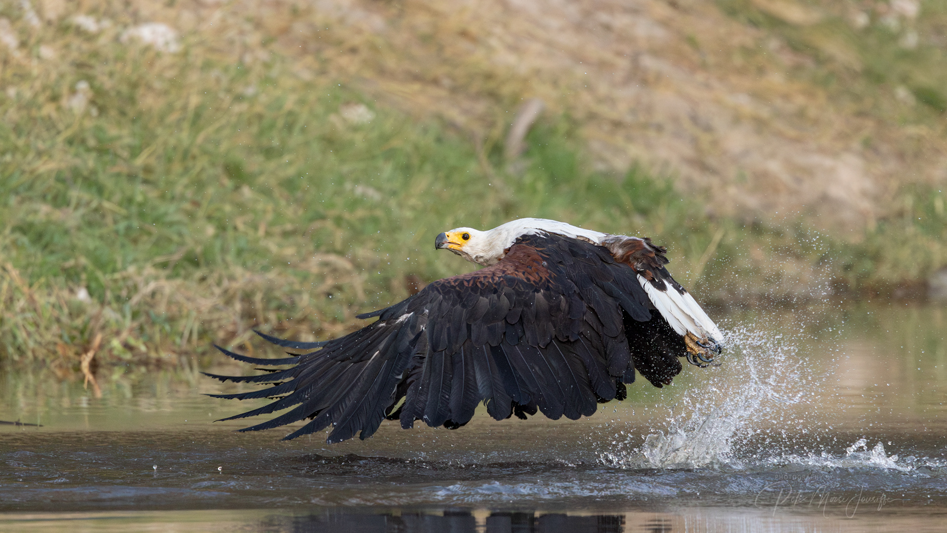 African Fish Eagle
