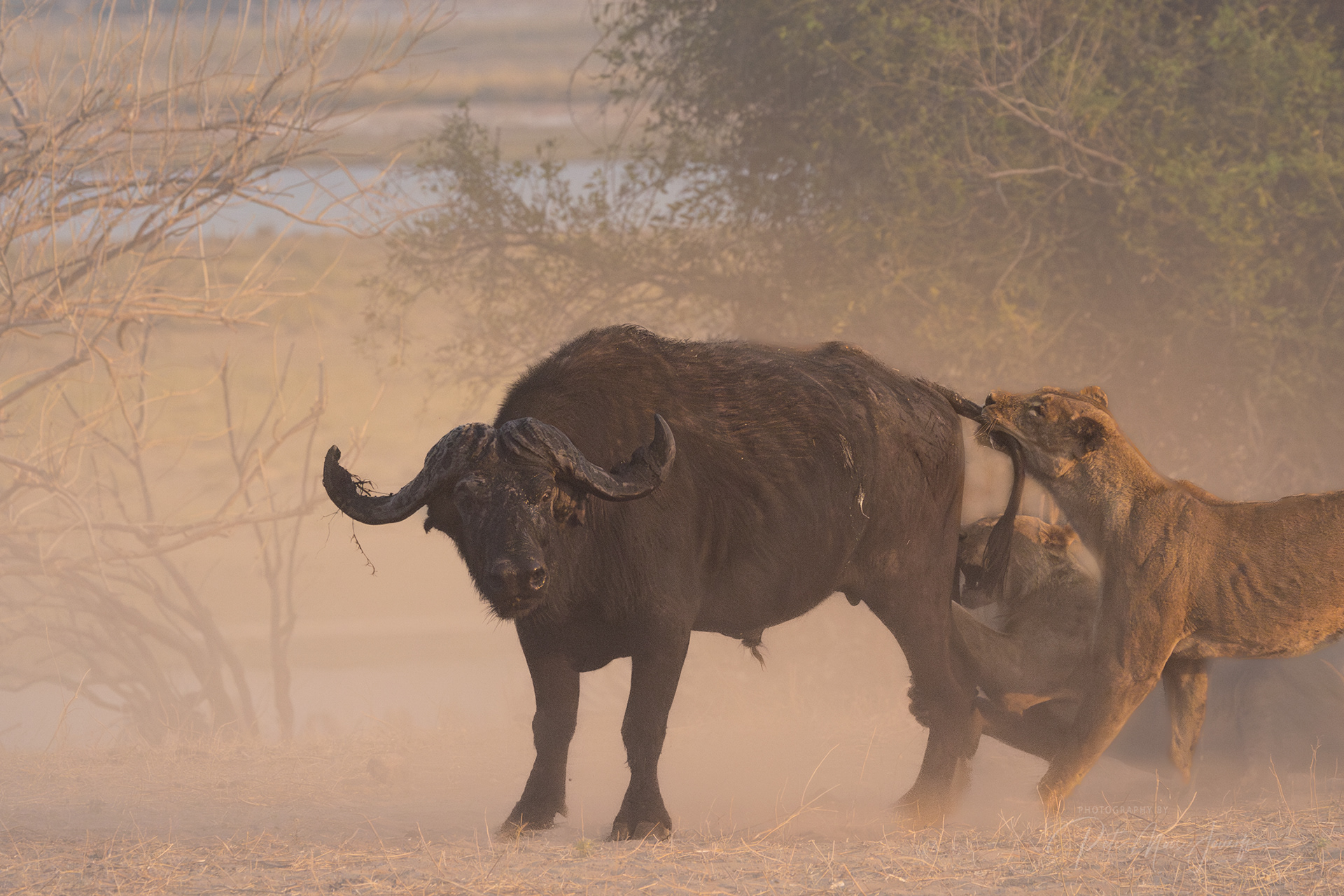 Lions attacking an African Buffalo