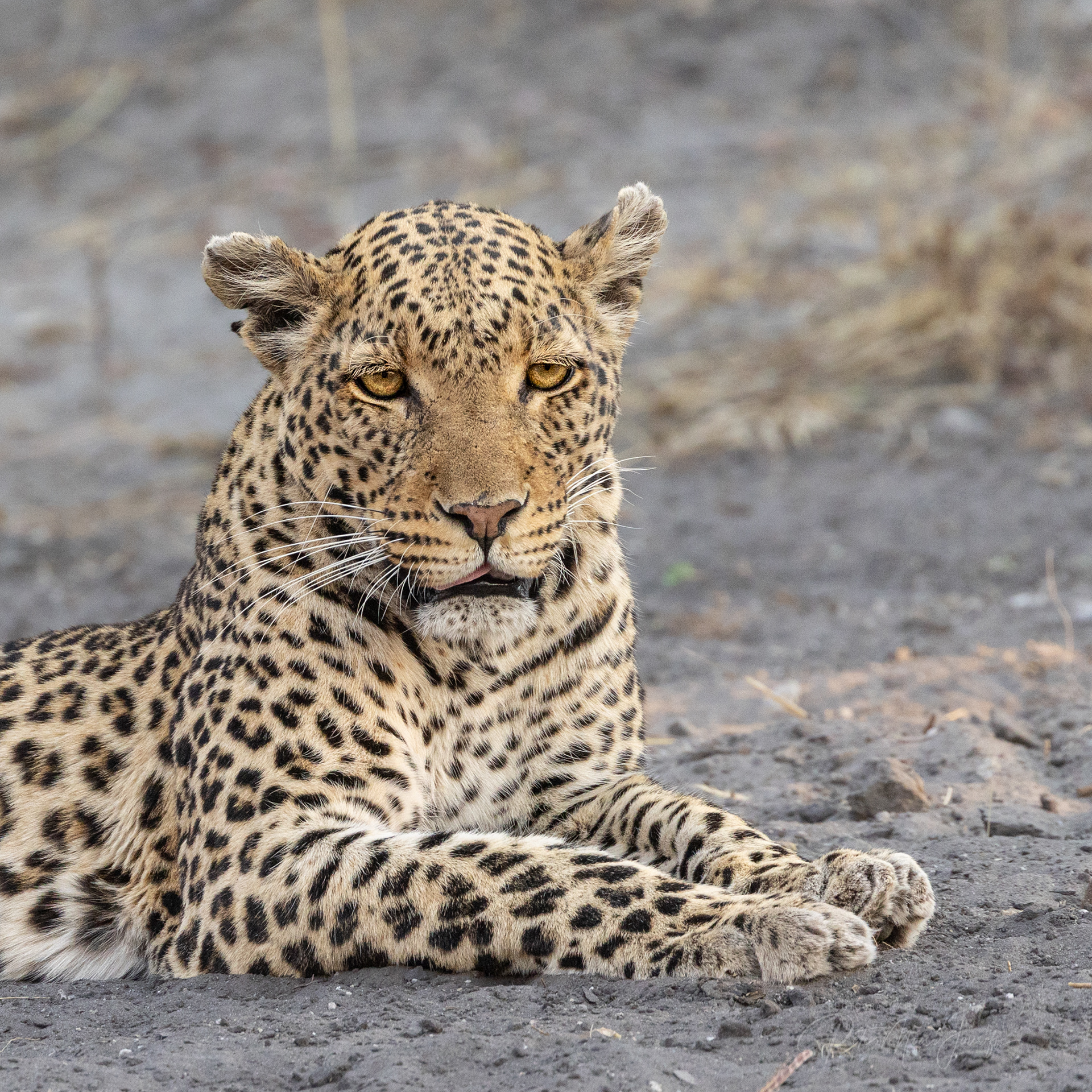 Leopard
