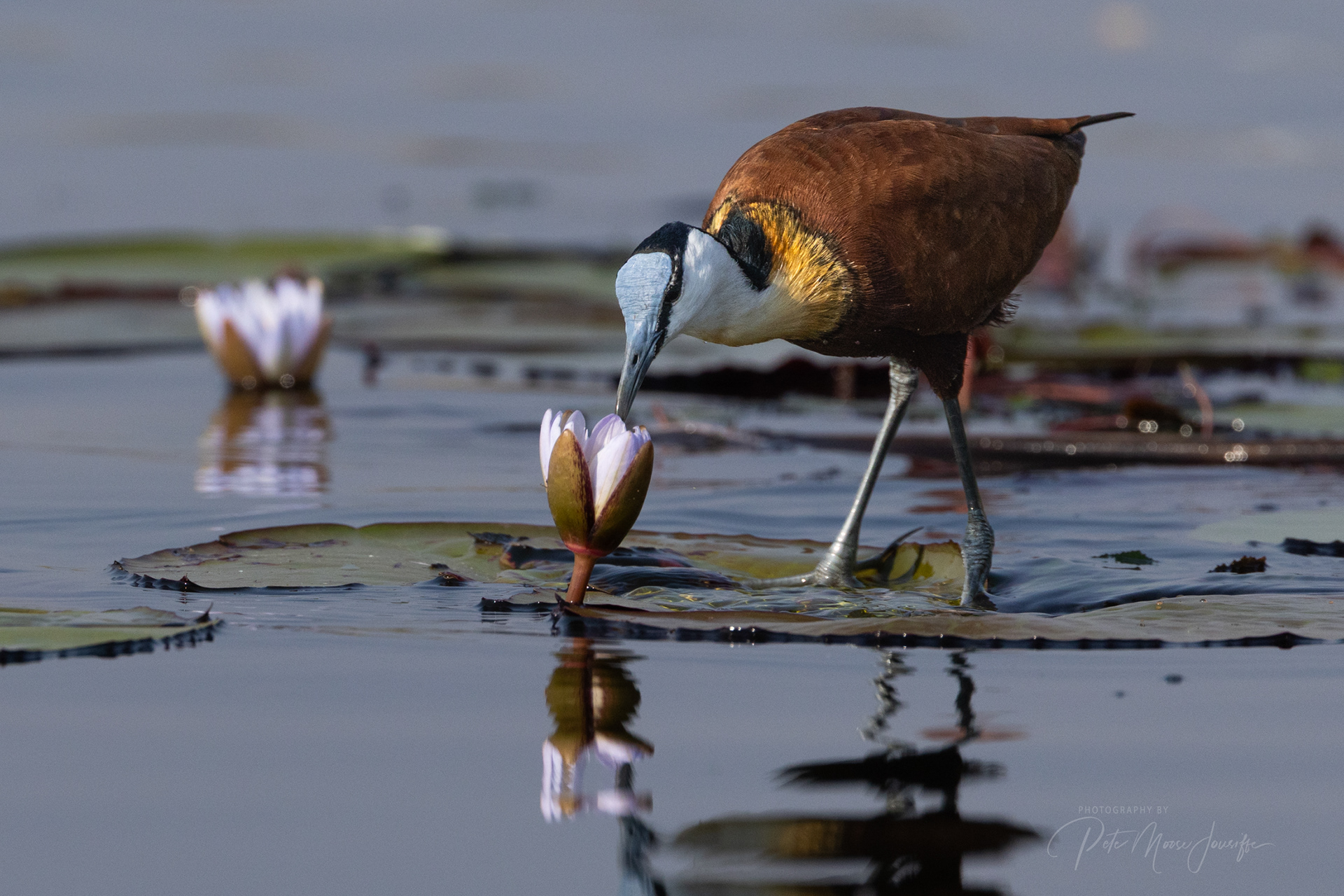 African Jacana on water lilies 