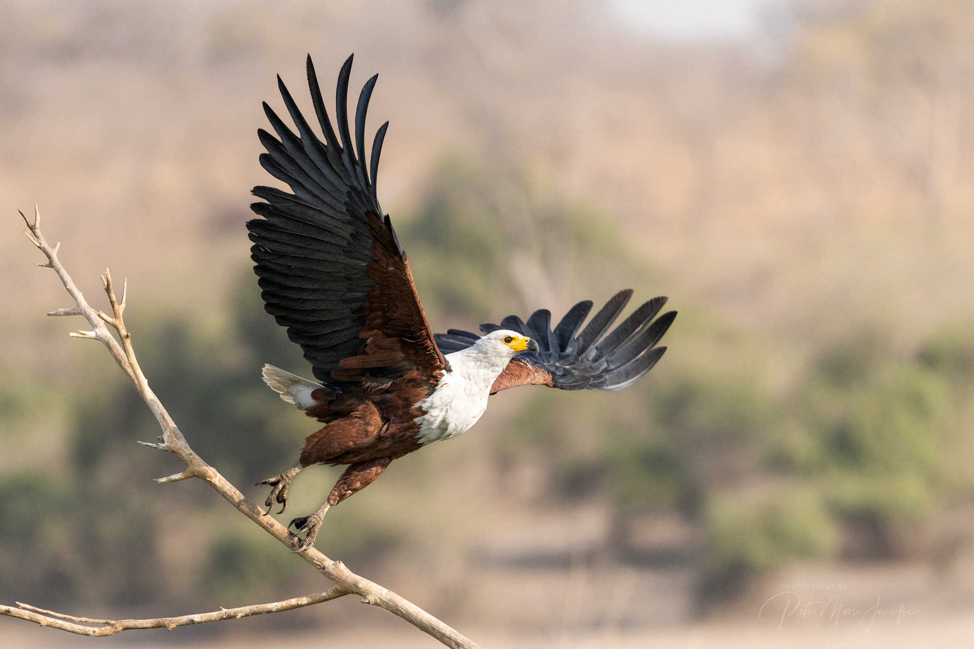 African Fish Eagle