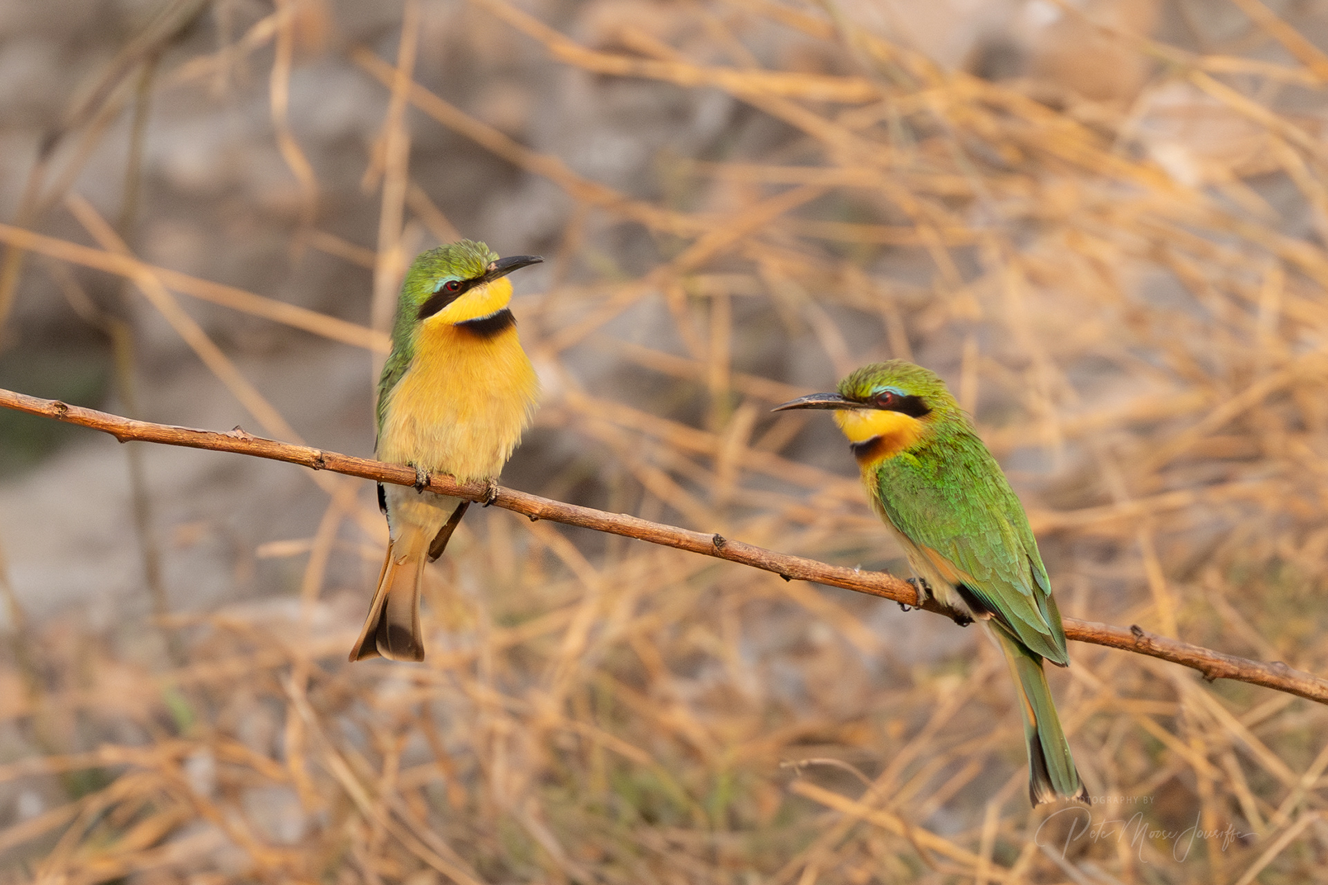Little Bee-eater