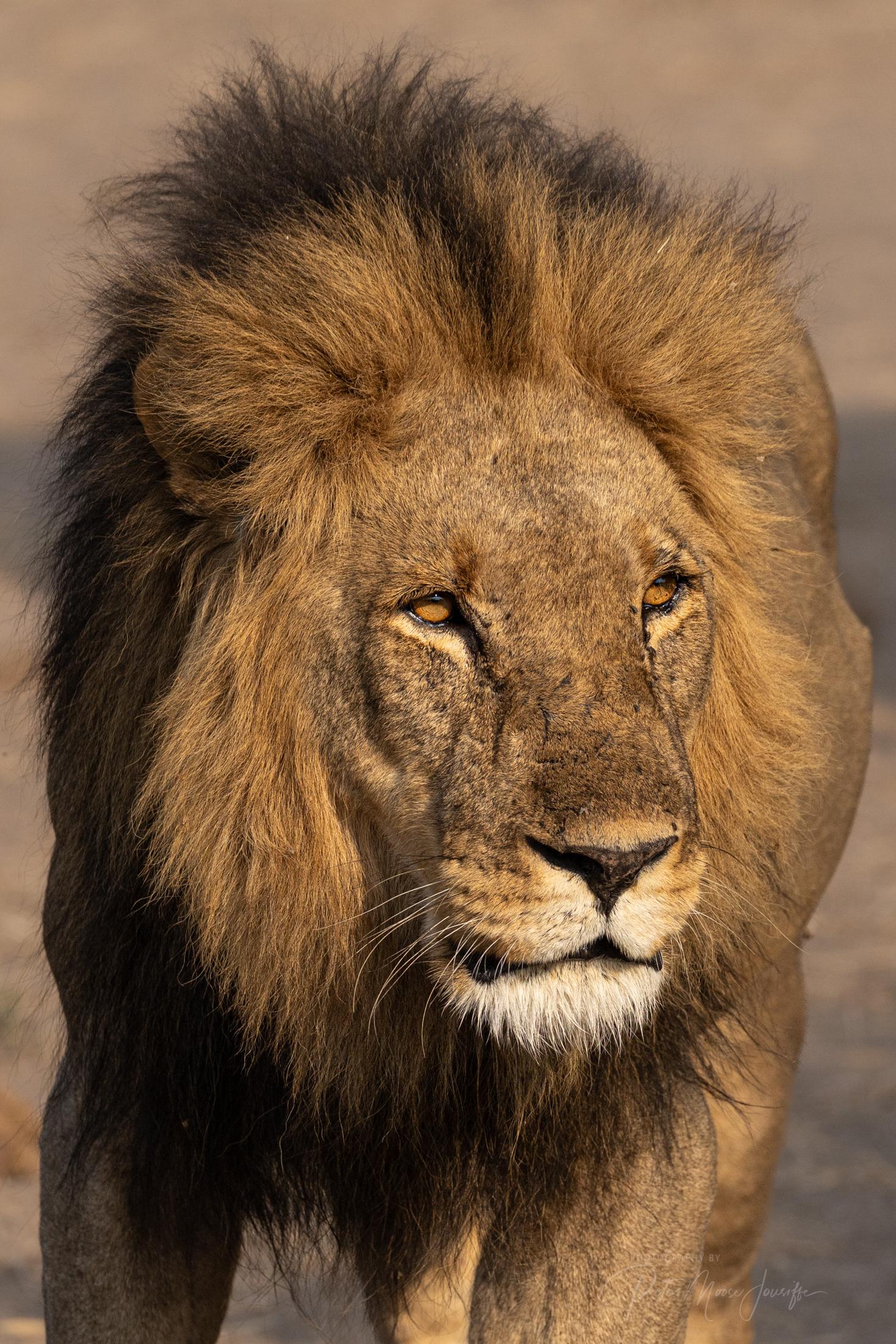 Male Lion