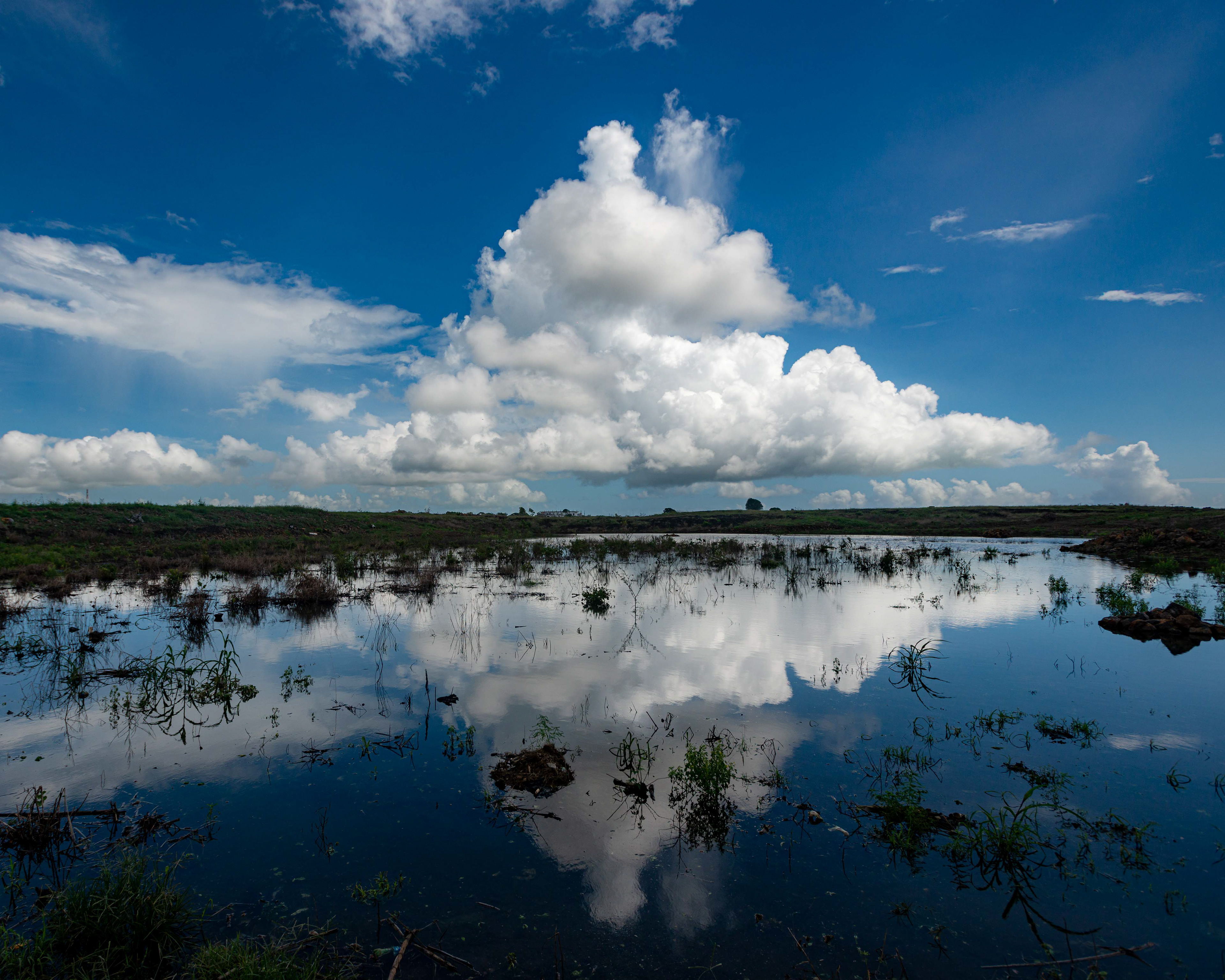 Wetland and coton candy. Flacq, Mauritius 2017