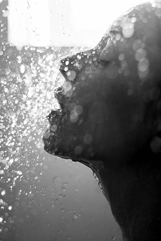 Deb, Tamarin, Maurice 2011