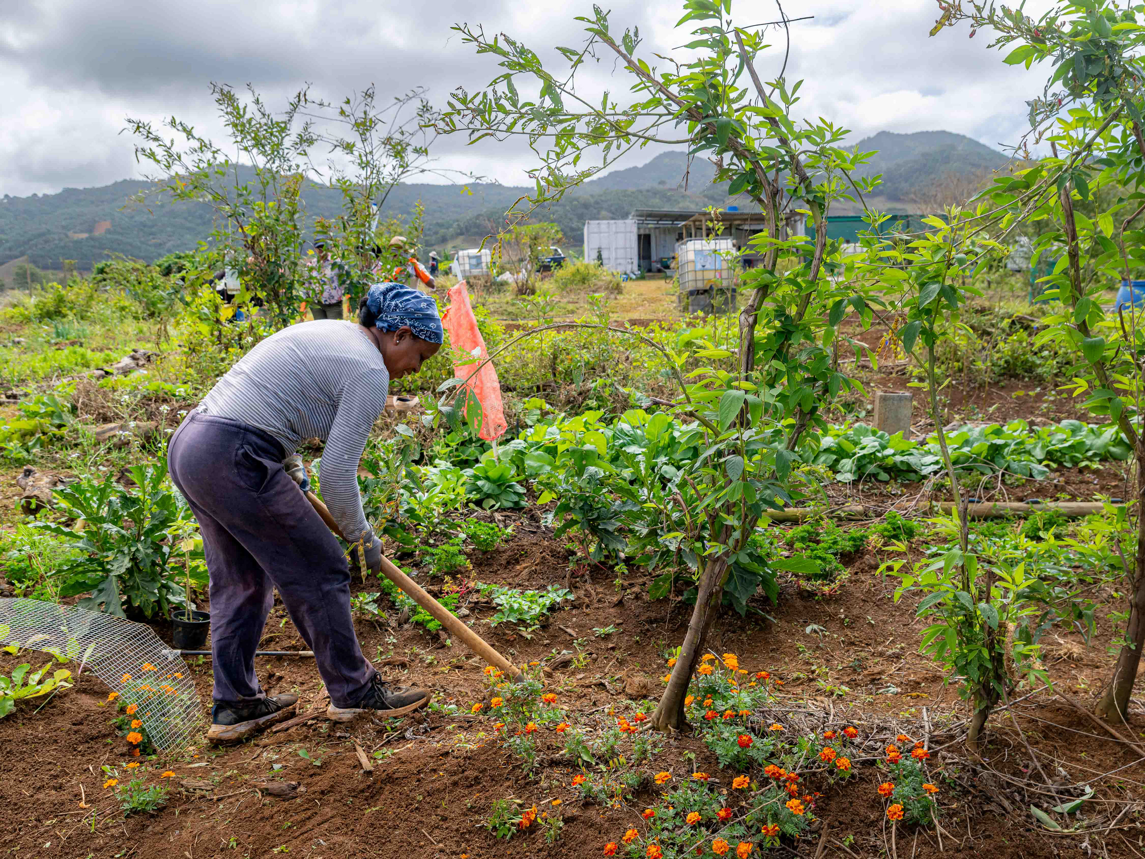 South East Ladies Agro (SELA), Ferney, Maurice.