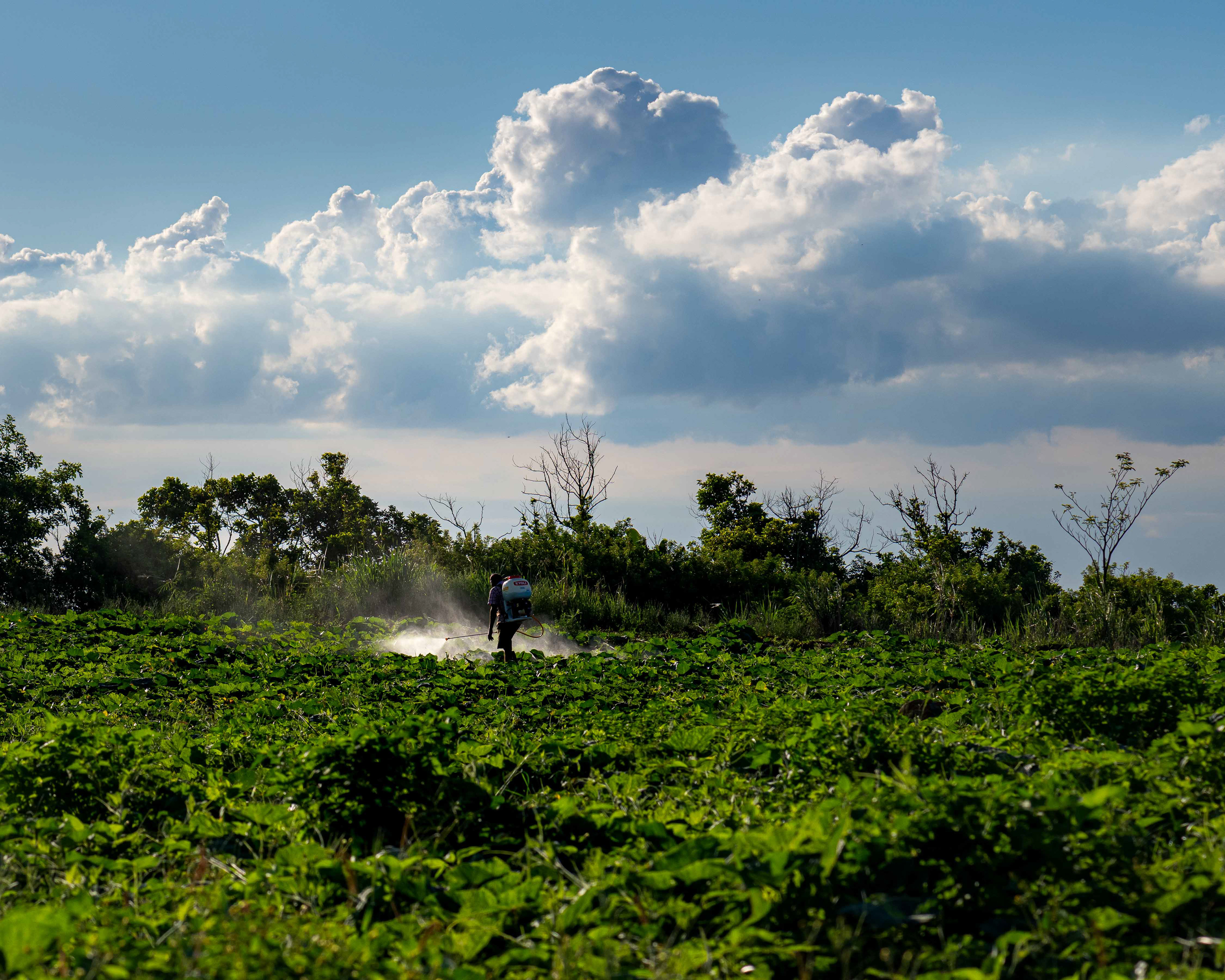 Toxic productivity - Verdun, Mauritius 2025