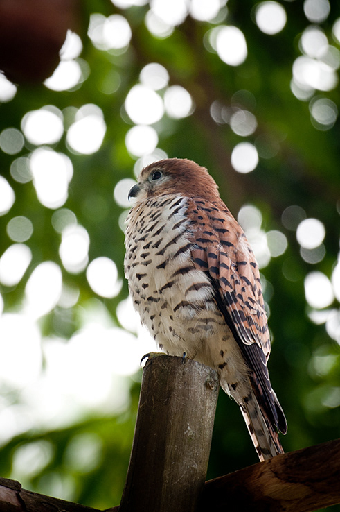 Crécerelle de Maurice, rapace appartenant à la famille des Falconidés. Elle est endémique de l'île Maurice.