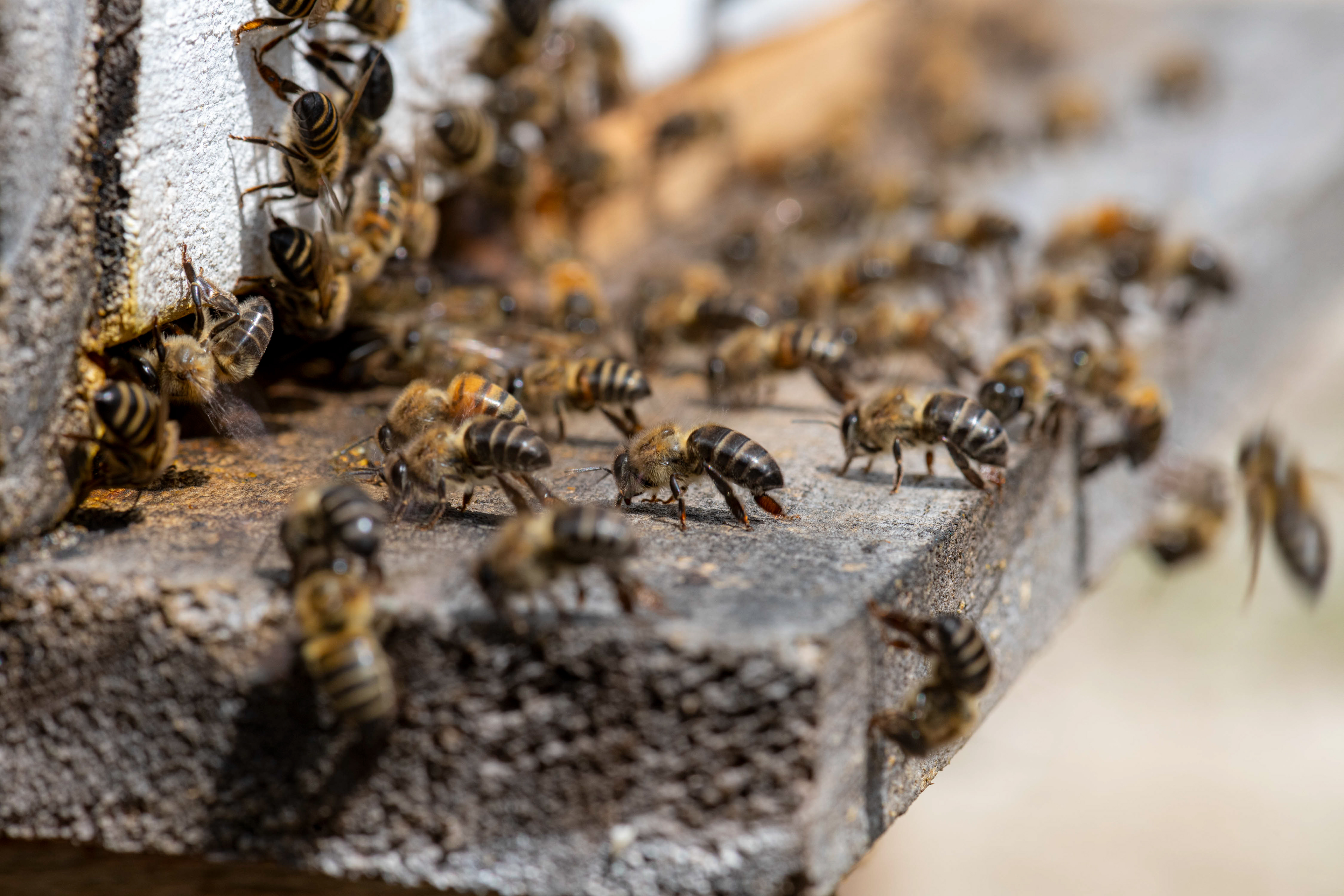 Bees fan by rapidly beating their wings at the hive entrance to regulate temperature and circulate air.