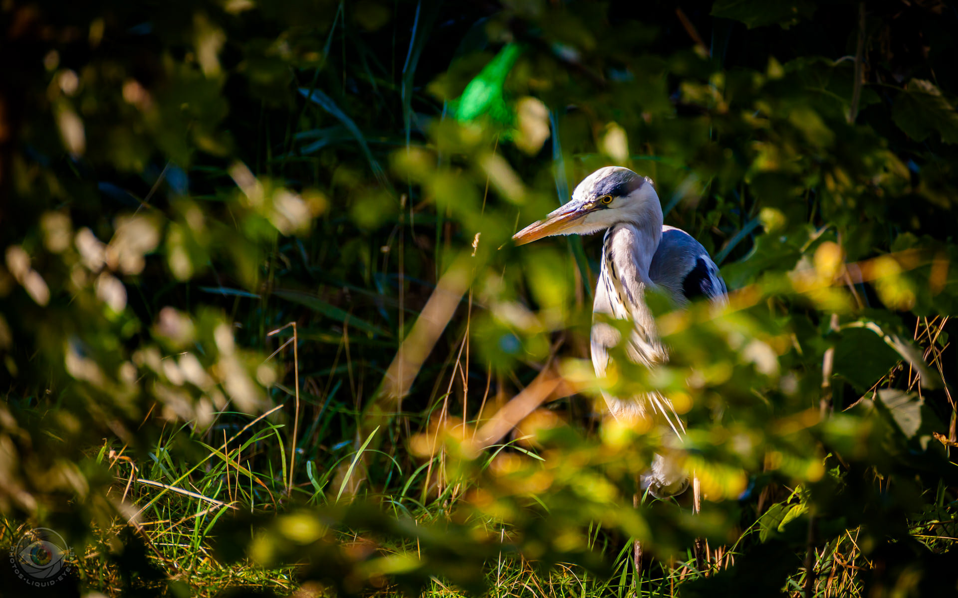 Heron