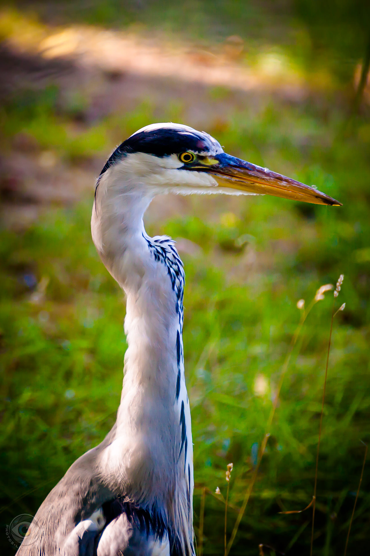 Heron