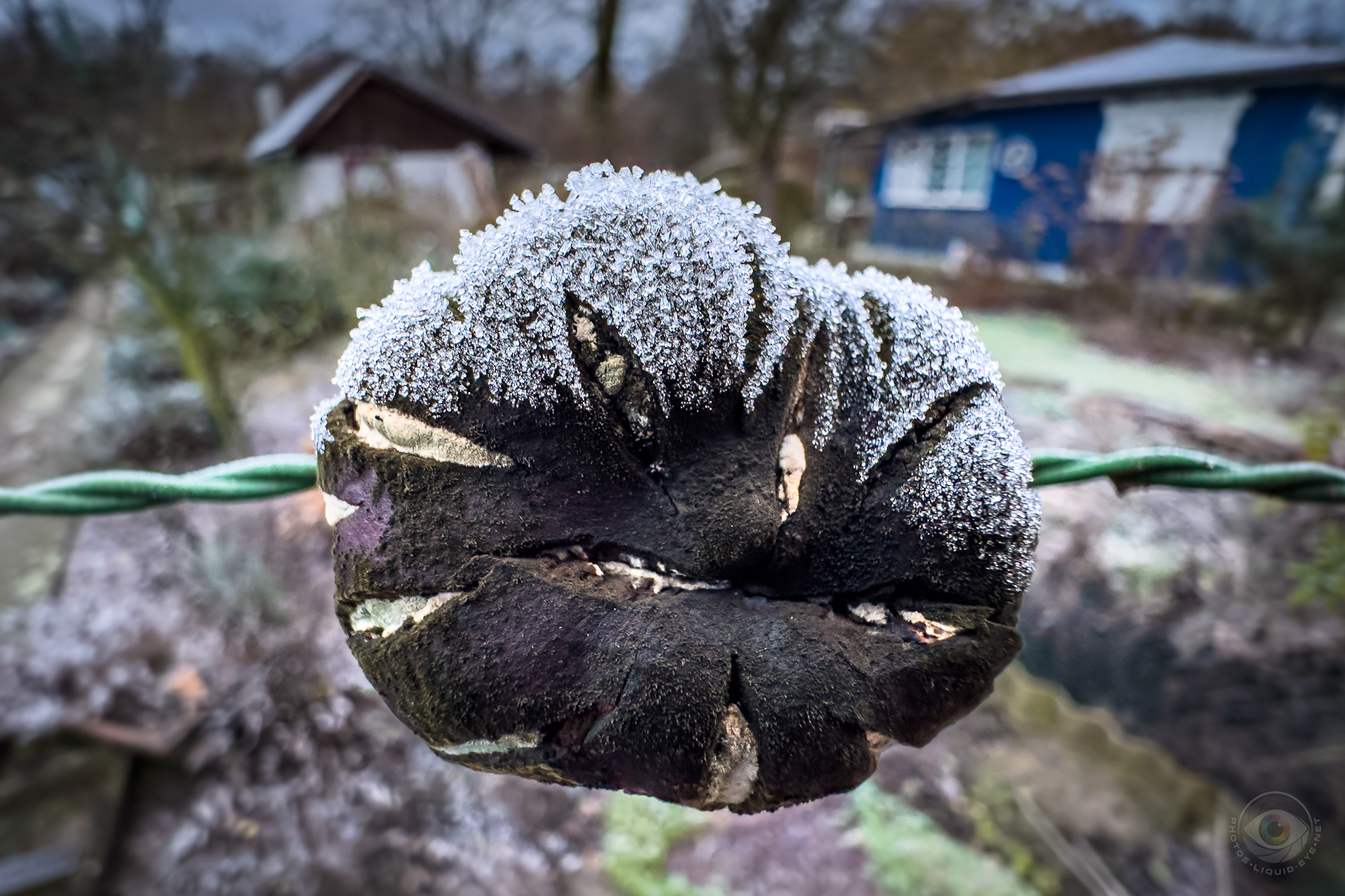 Hibernating Chestnut
