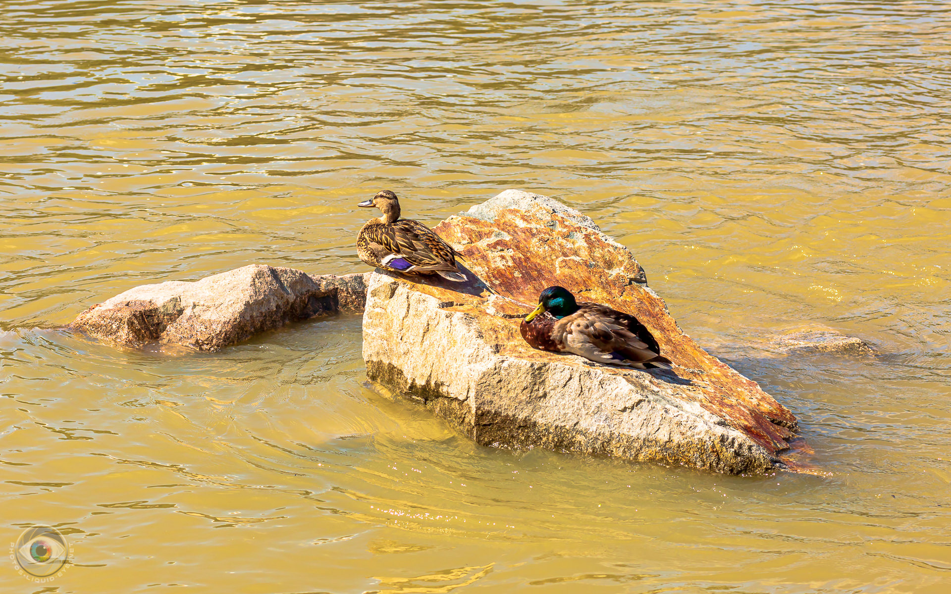 Chilling Ducks on the Rocks
