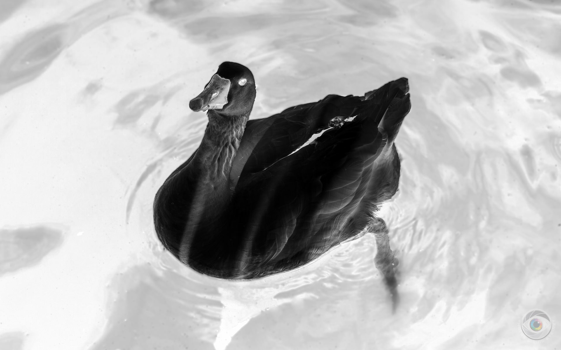 Negative Goose