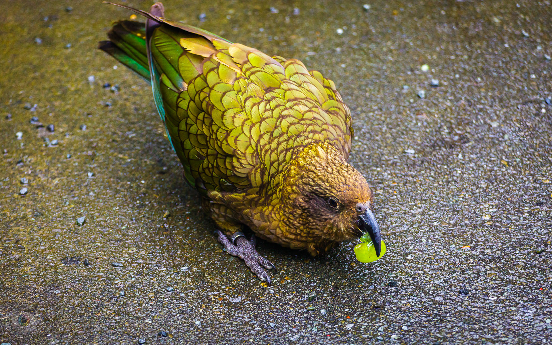 Kea Bird Eating Grape