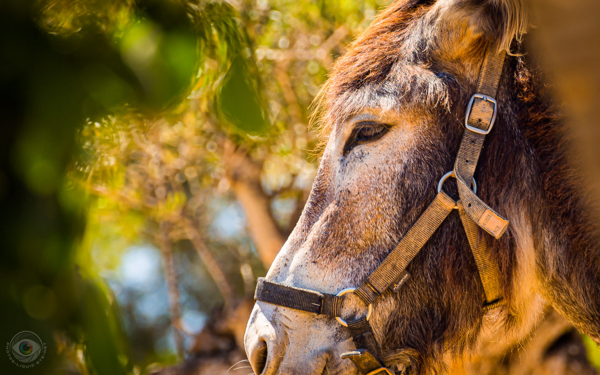 Donkey Bonita