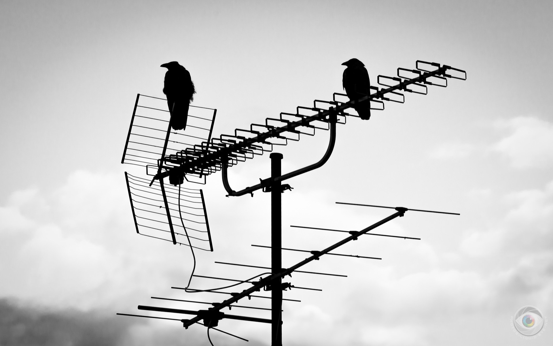 Crows on Antenna