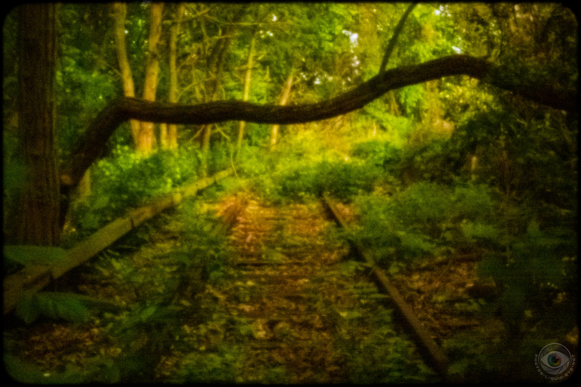 Abandoned Train Tracks