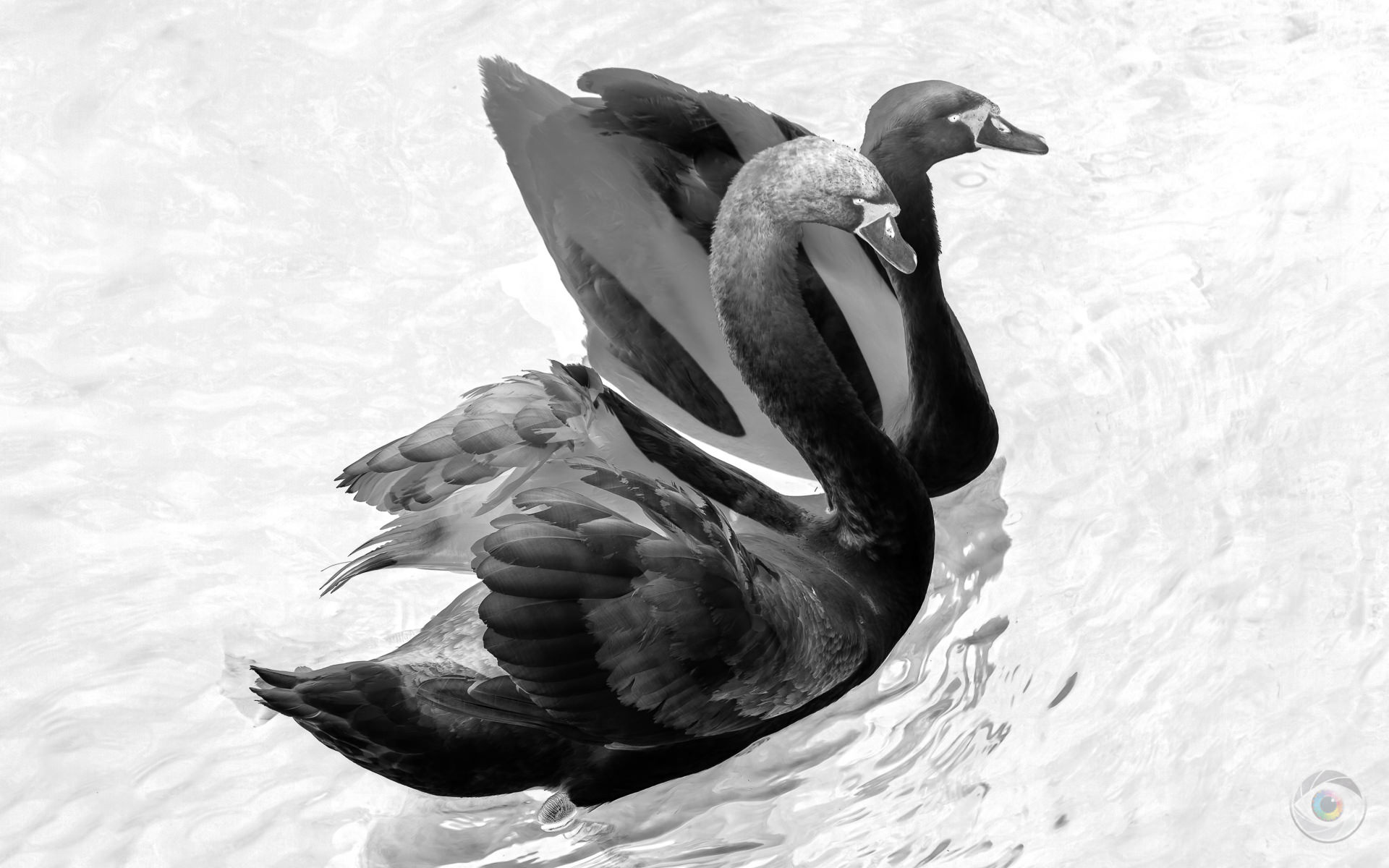 Negative Swan Couple