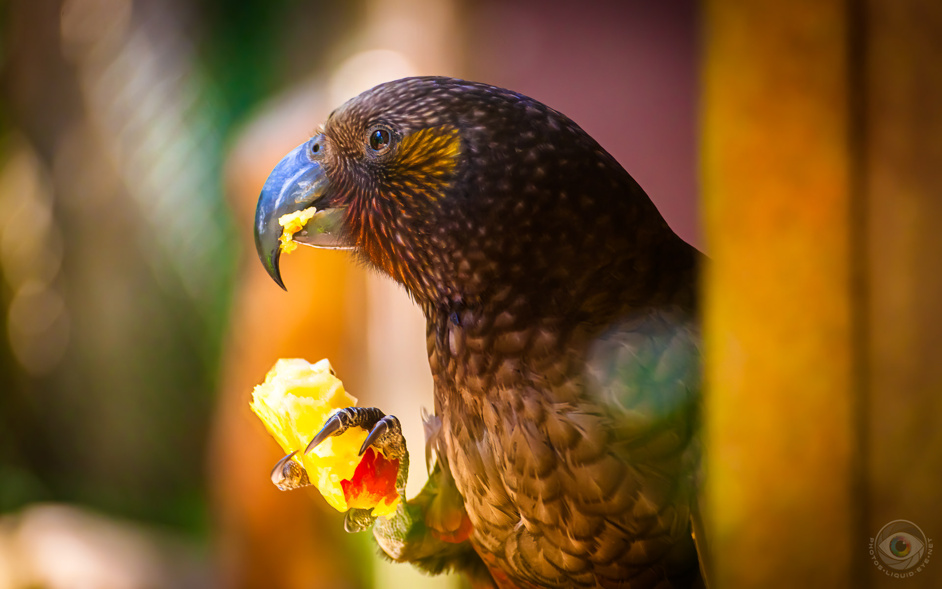 Kea Bird Eating Apple