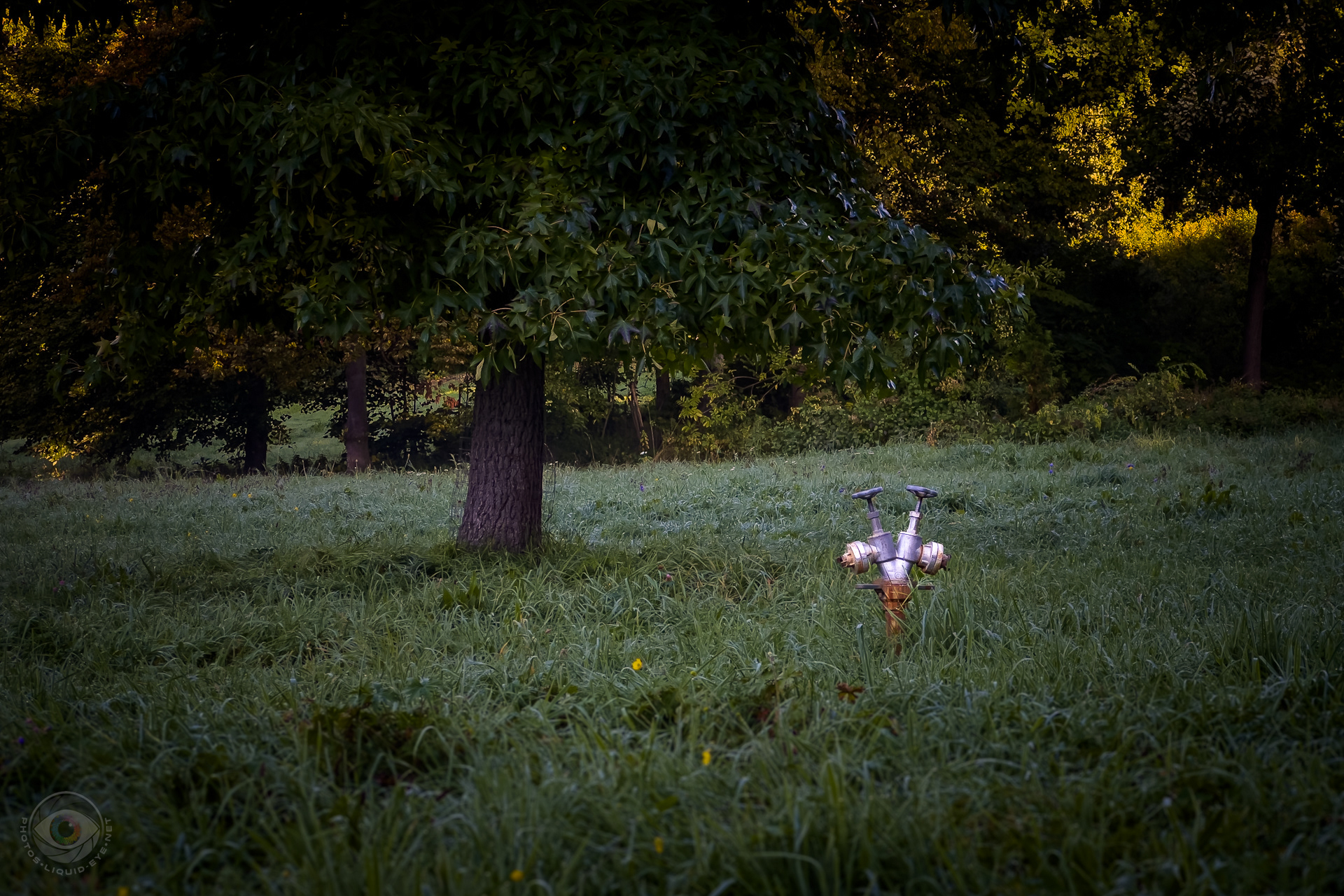 Strange Animal on the Meadow
