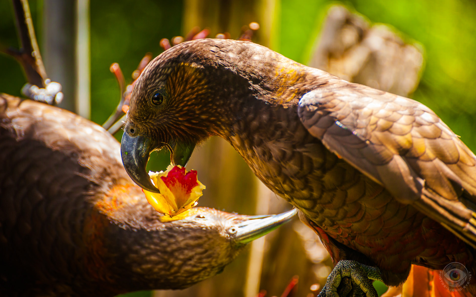 Kea Bird Eating Apple