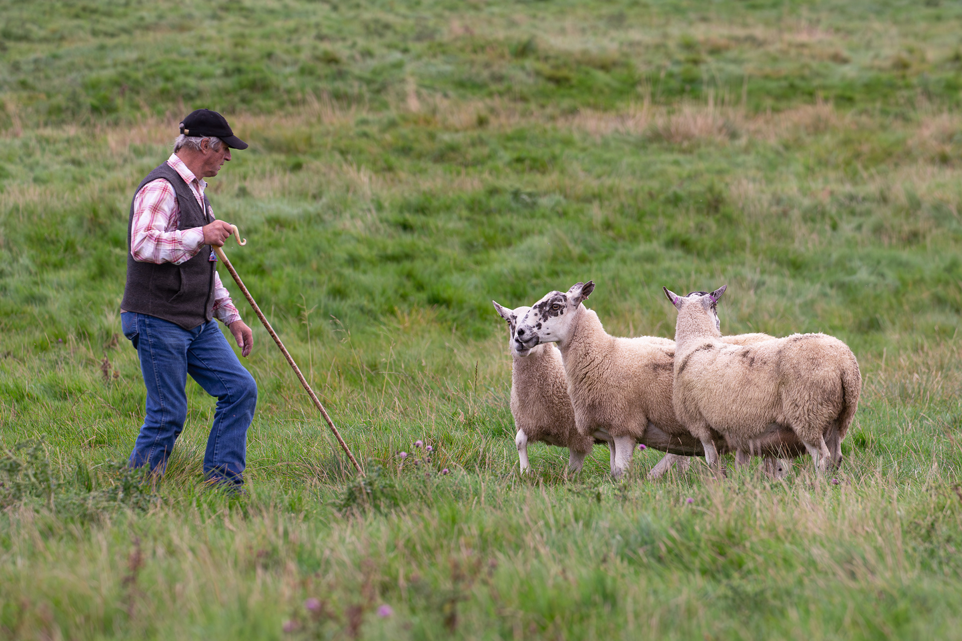 Rochester Sheep Dog Trials - B Jordan