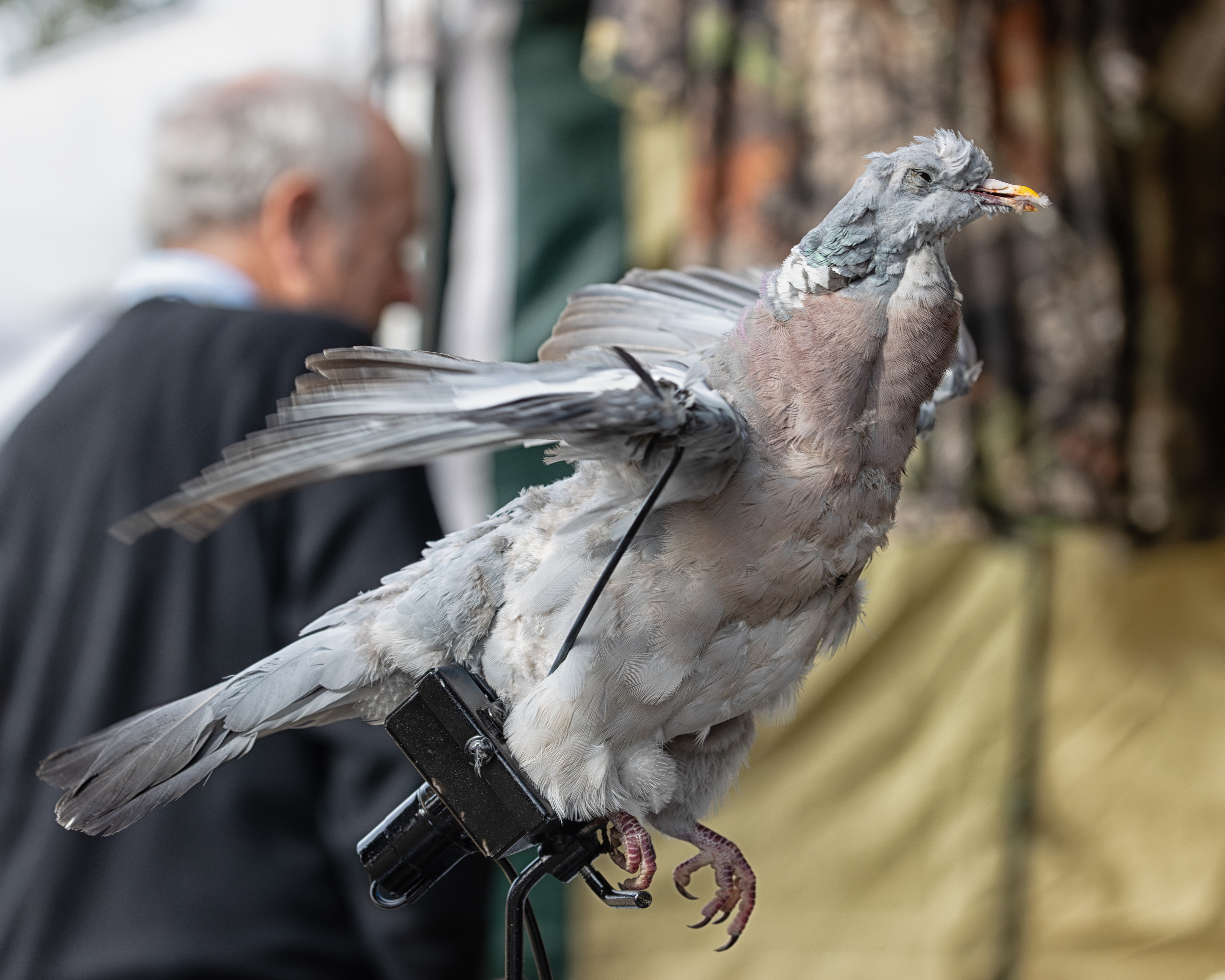 The Pest Control Lure