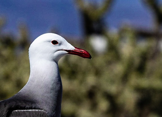 Heermann's Gull, Isla Rassa.  They lay their eggs right on the paths.