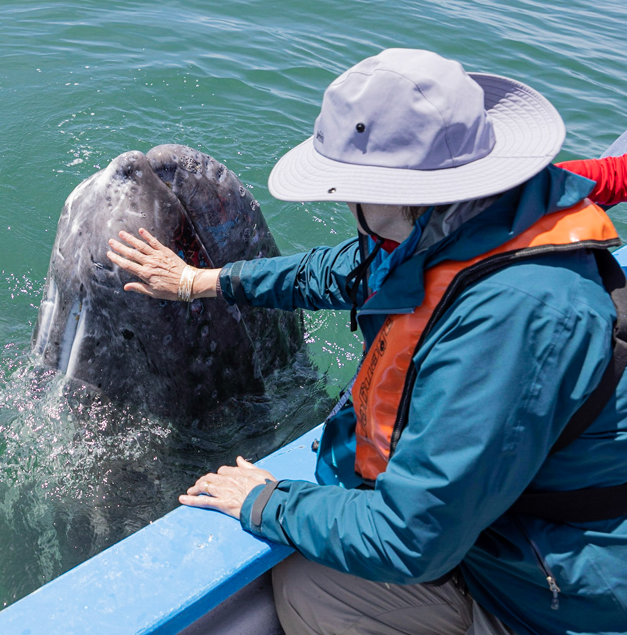 The Two Ton Puppy.  Gray whale calf, Laguna San Ignacio.