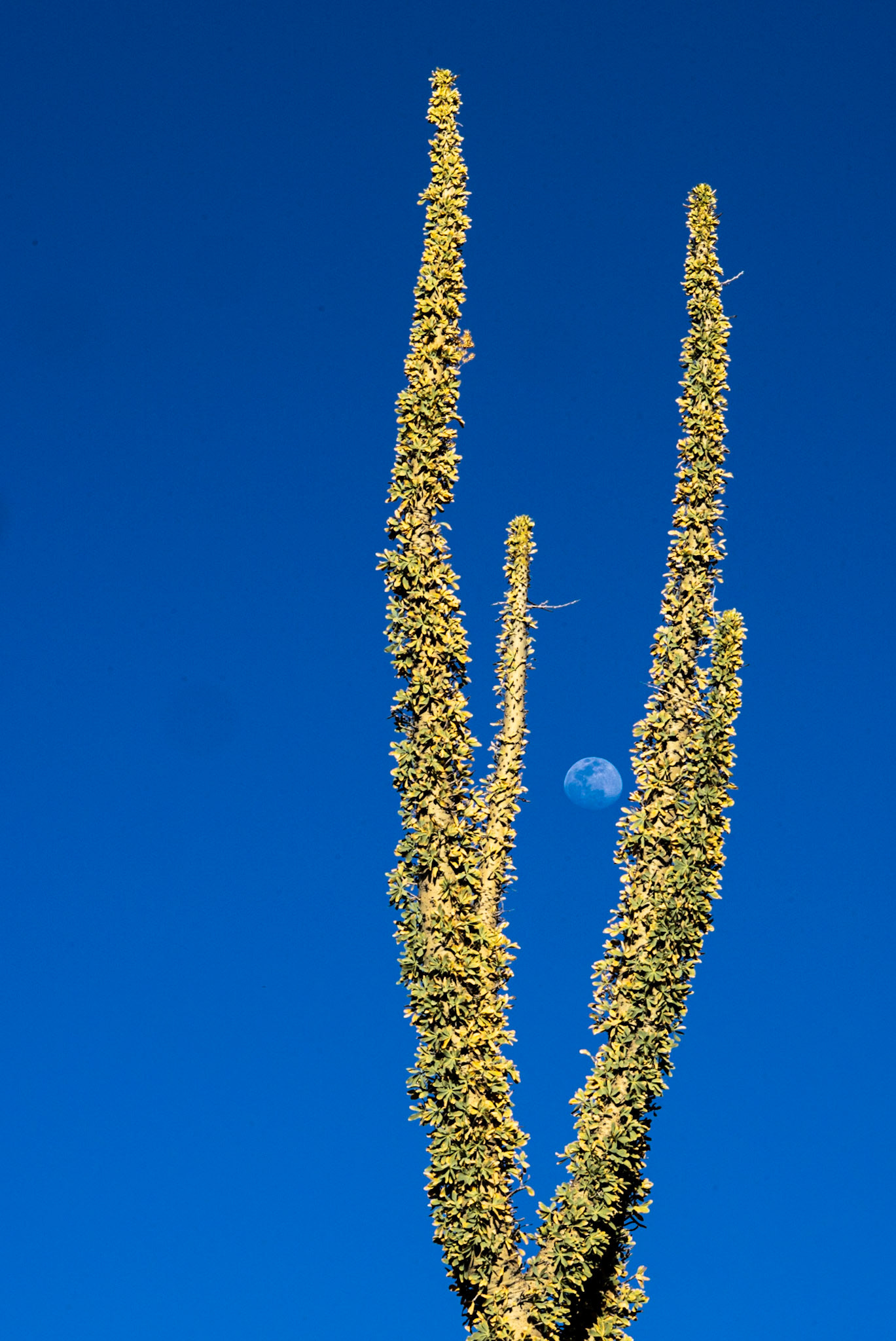 Boojum Trees, outside Bahia de Los Angeles.