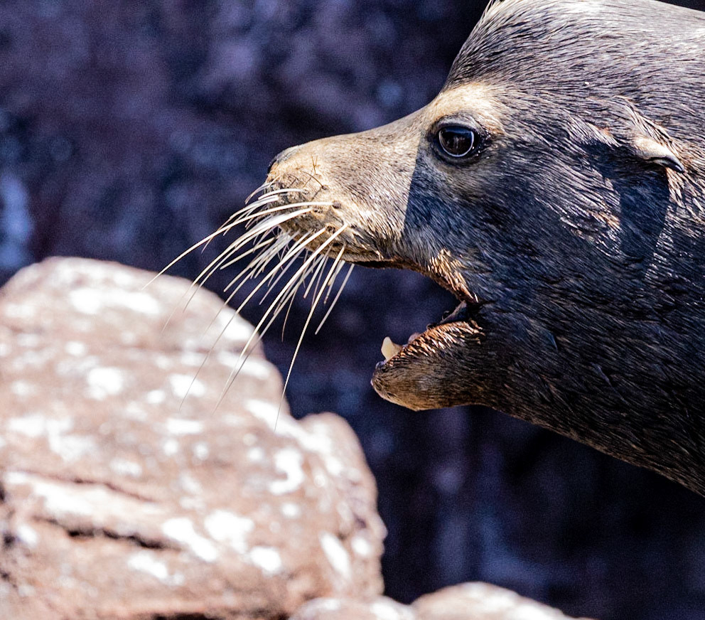 Beachmaster.  Male sea lion, San Pedro Martir.