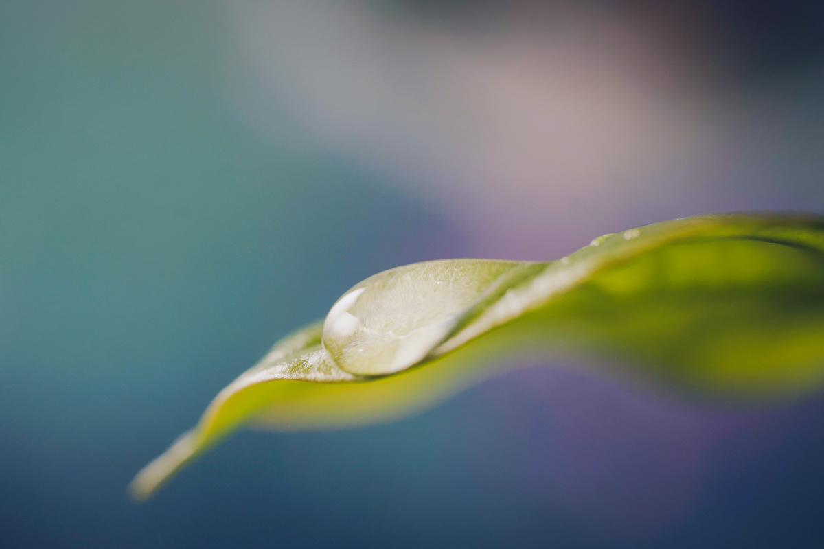 Dew on leaf
