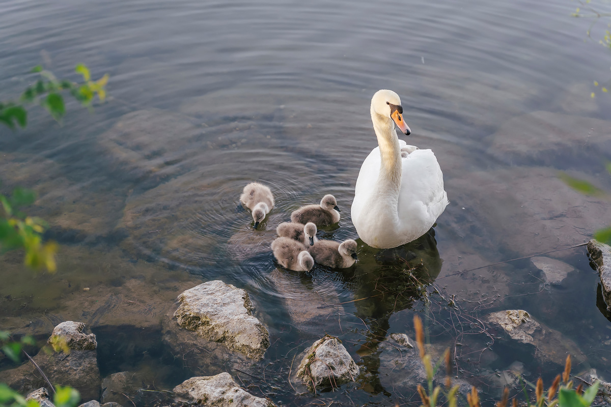 Dawn. Six tiny hearts