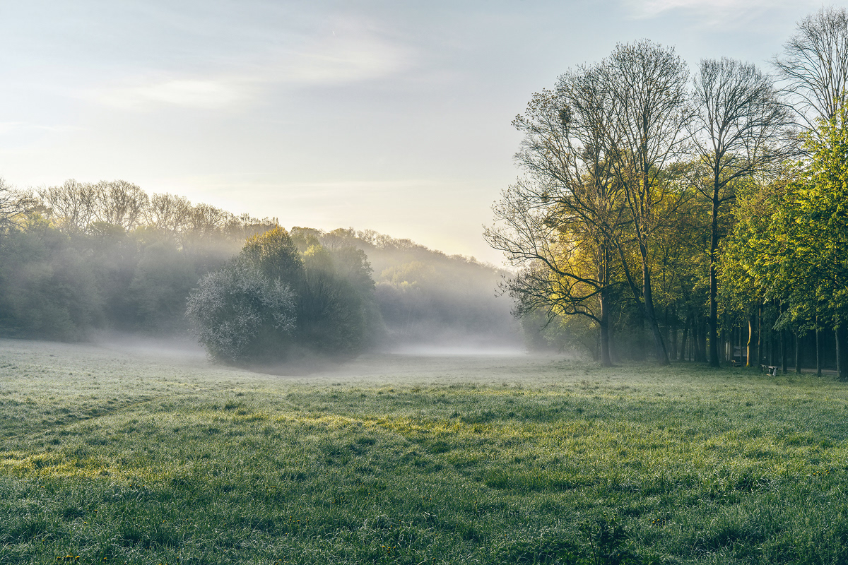 Misty meadow. The day awakens slowly under a blanket of rising fog