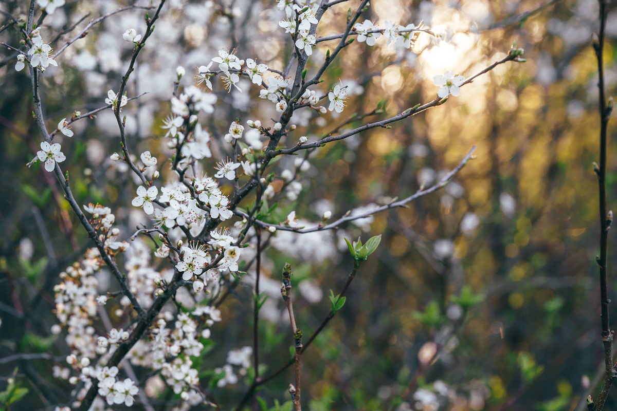Spring’s first breath